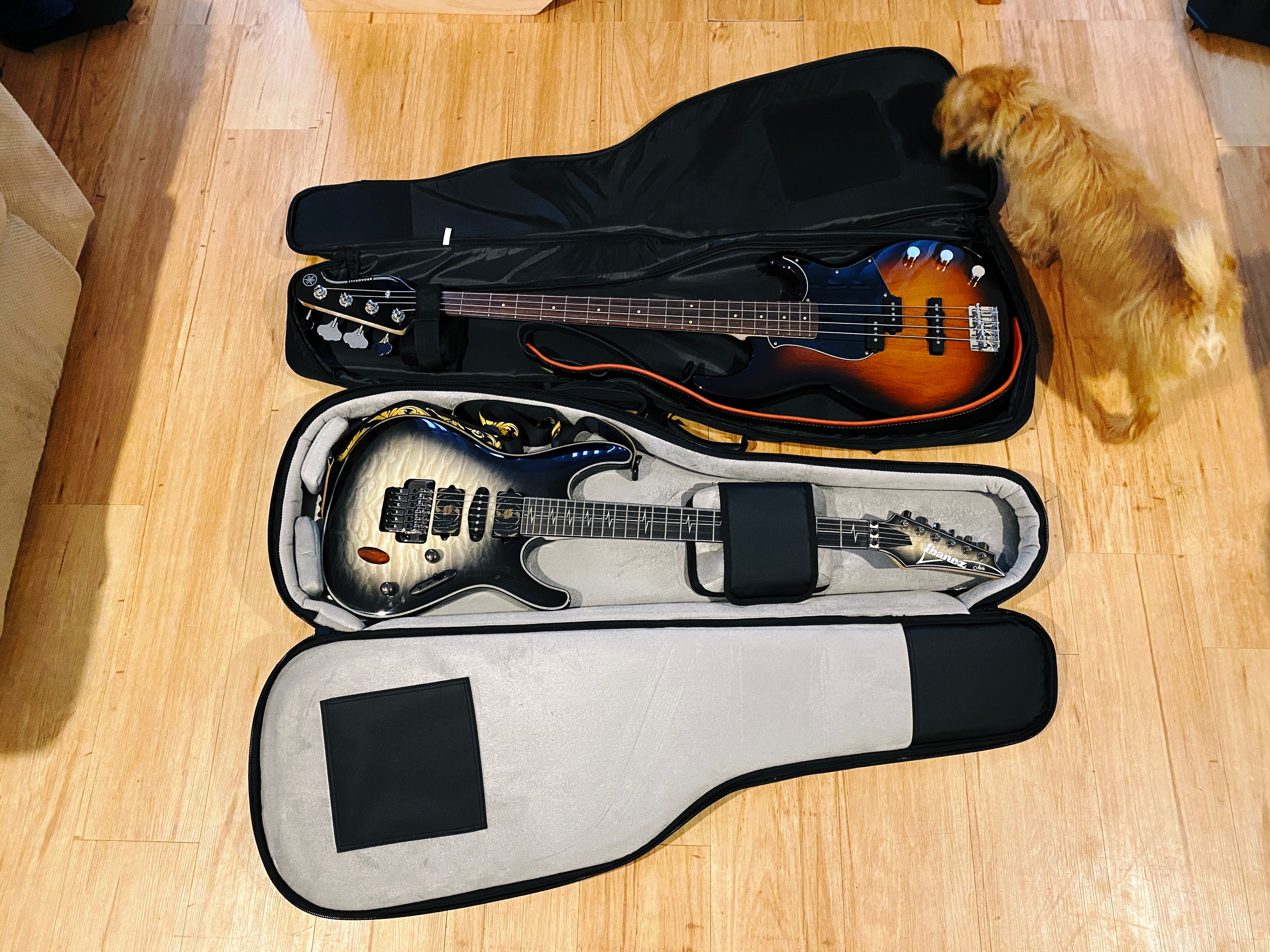 A photo of an electric guitar and an electric bass guitar sitting in gig bags open on the floor. A small scruffy blonde dog is giving them a good sniff.