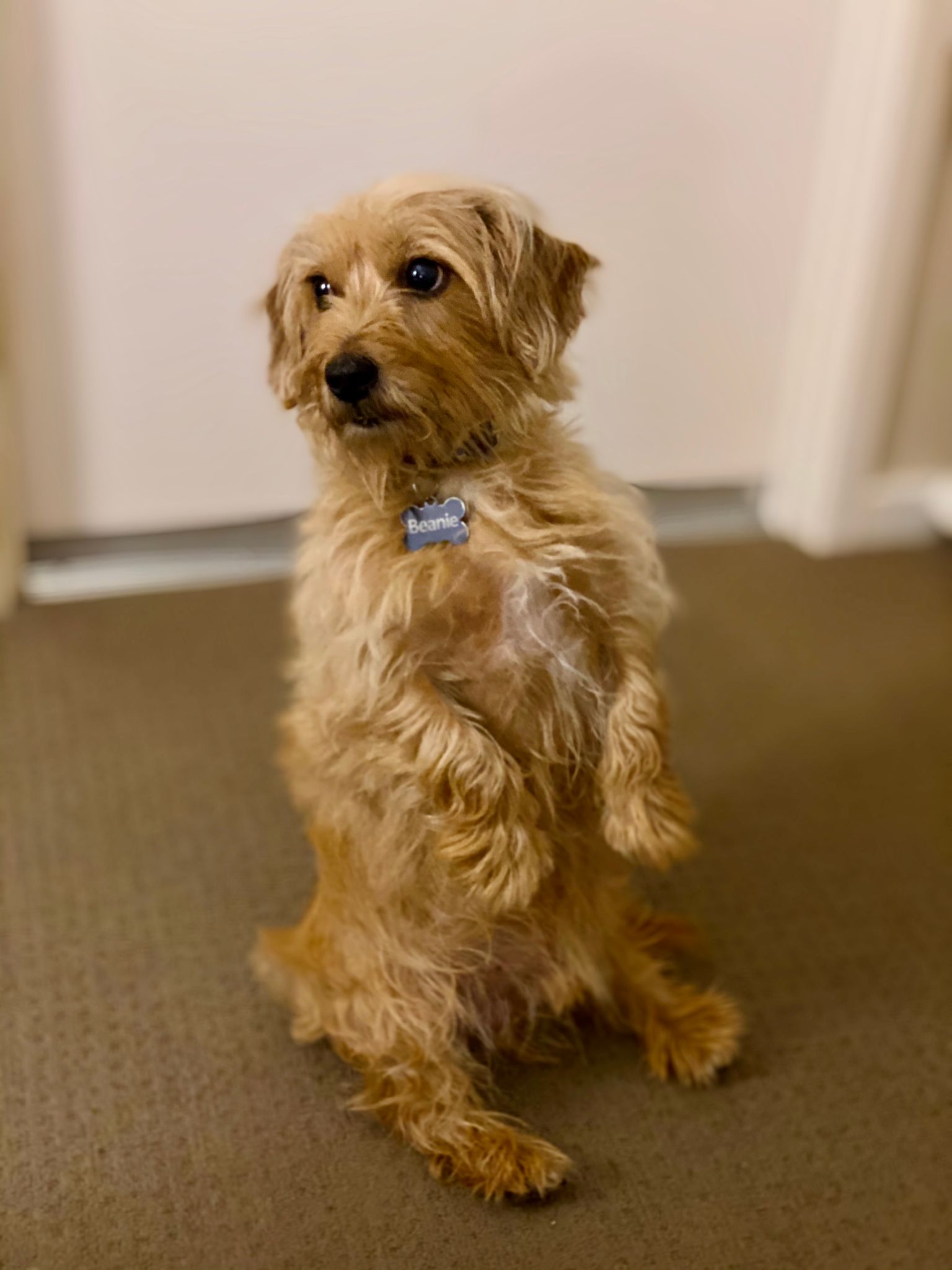 A photo of a small scruffy blonde dog sitting up on his haunches.