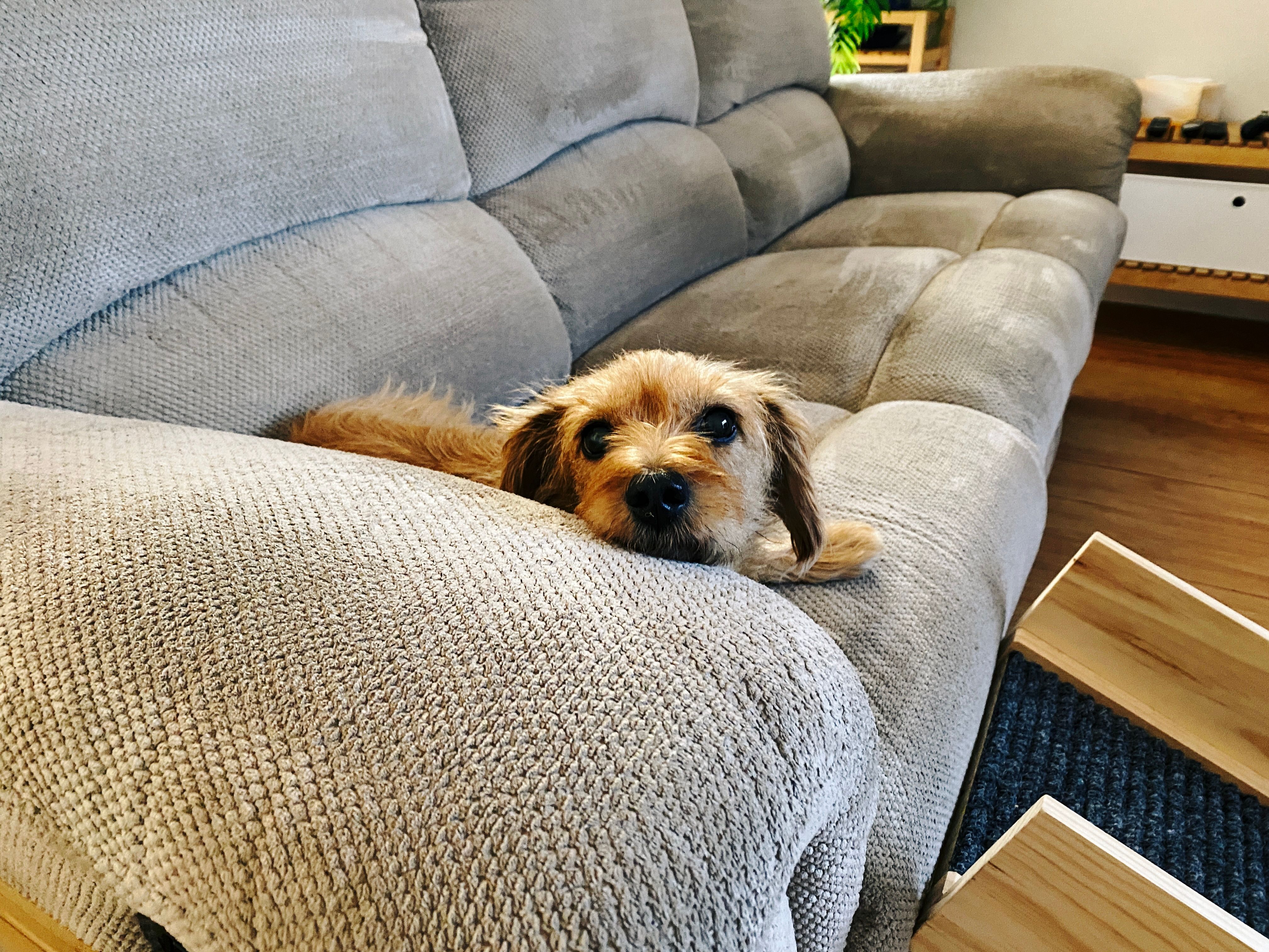 A photo of a small scruffy blonde dog lying on a tan-coloured lounge with his head up on the arm of the lounge, looking directly at the camera.