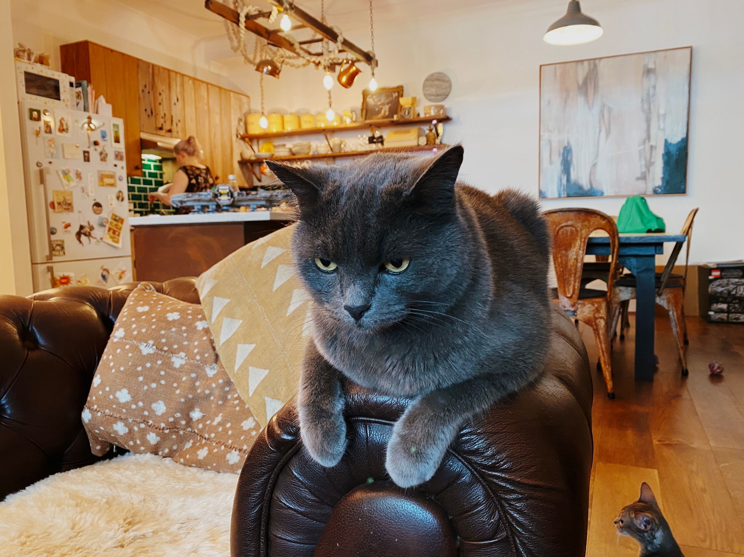 A photo of a Russian Blue cat sitting on the arm of a brown leather armchair.