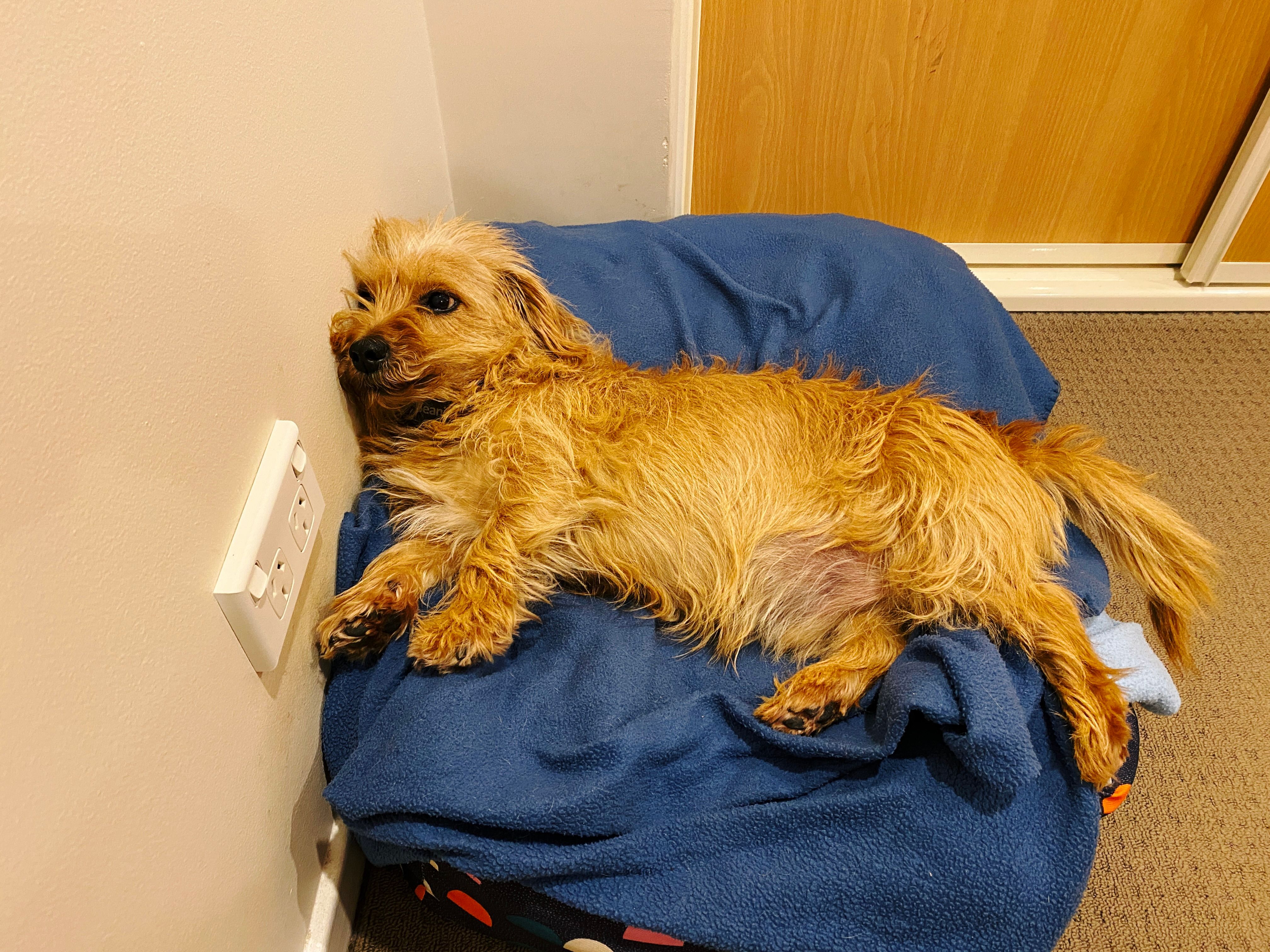 A photo of a small scruffy blonde dog lying in a dog bed that's sitting against a wall. He's lying on his side but has his head jammed up at an angle against the wall, and his facial hair is all munted-looking.