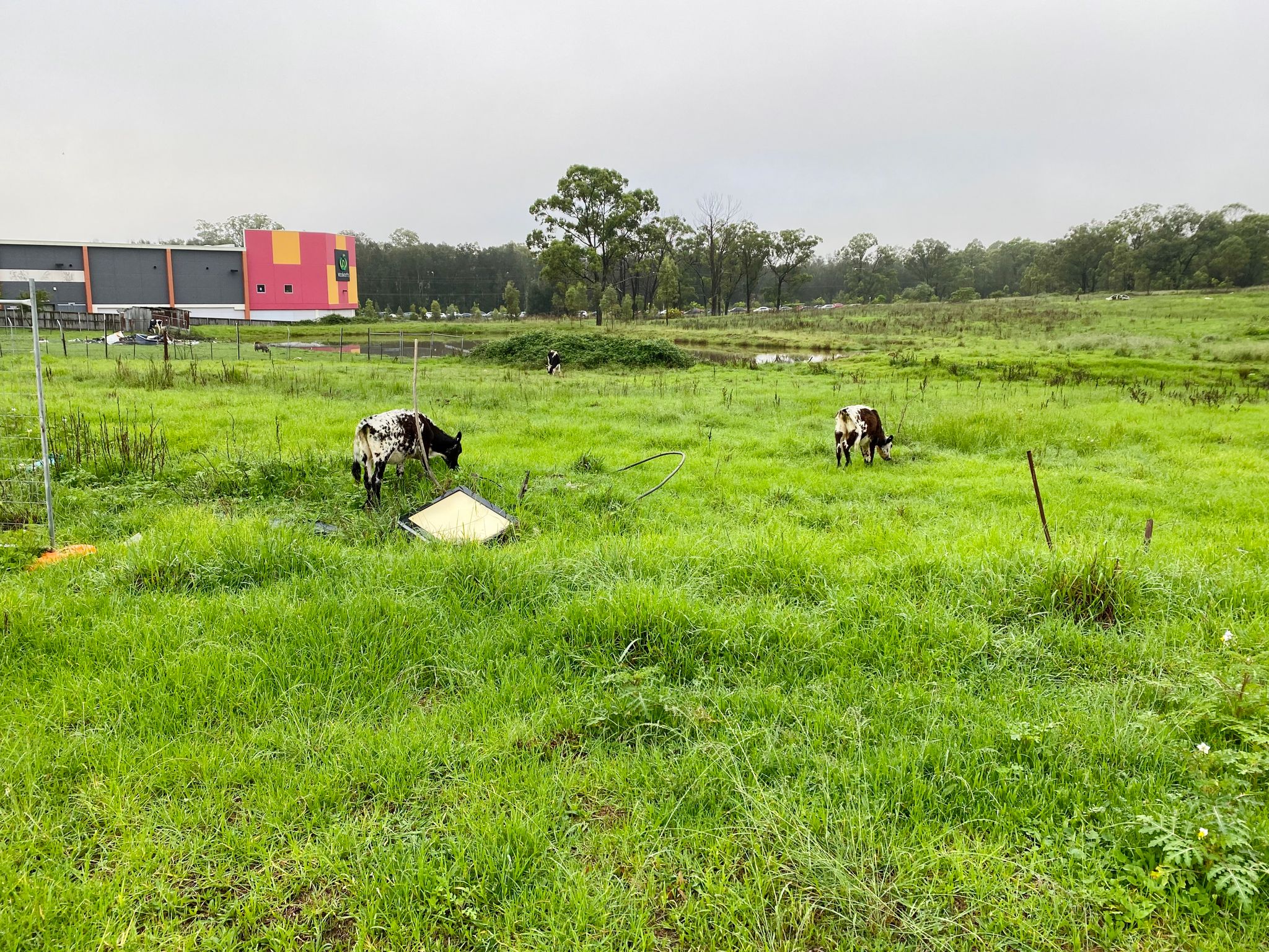 A photo of two black and white calves with their heads down eating grass in an overgrown field. A supermarket building is visible in the distance.