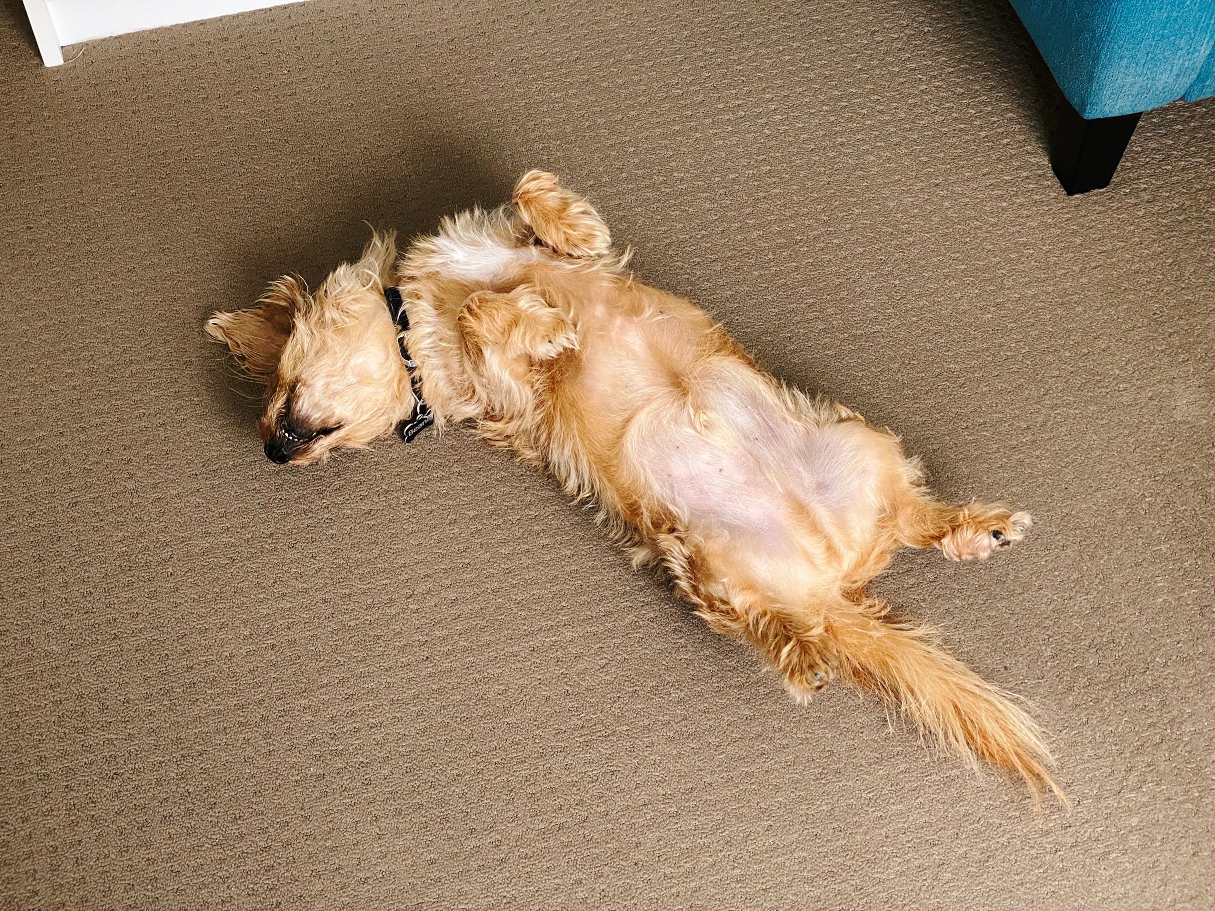 A photo of a small scruffy blonde dog lying entirely upside-down on the floor.