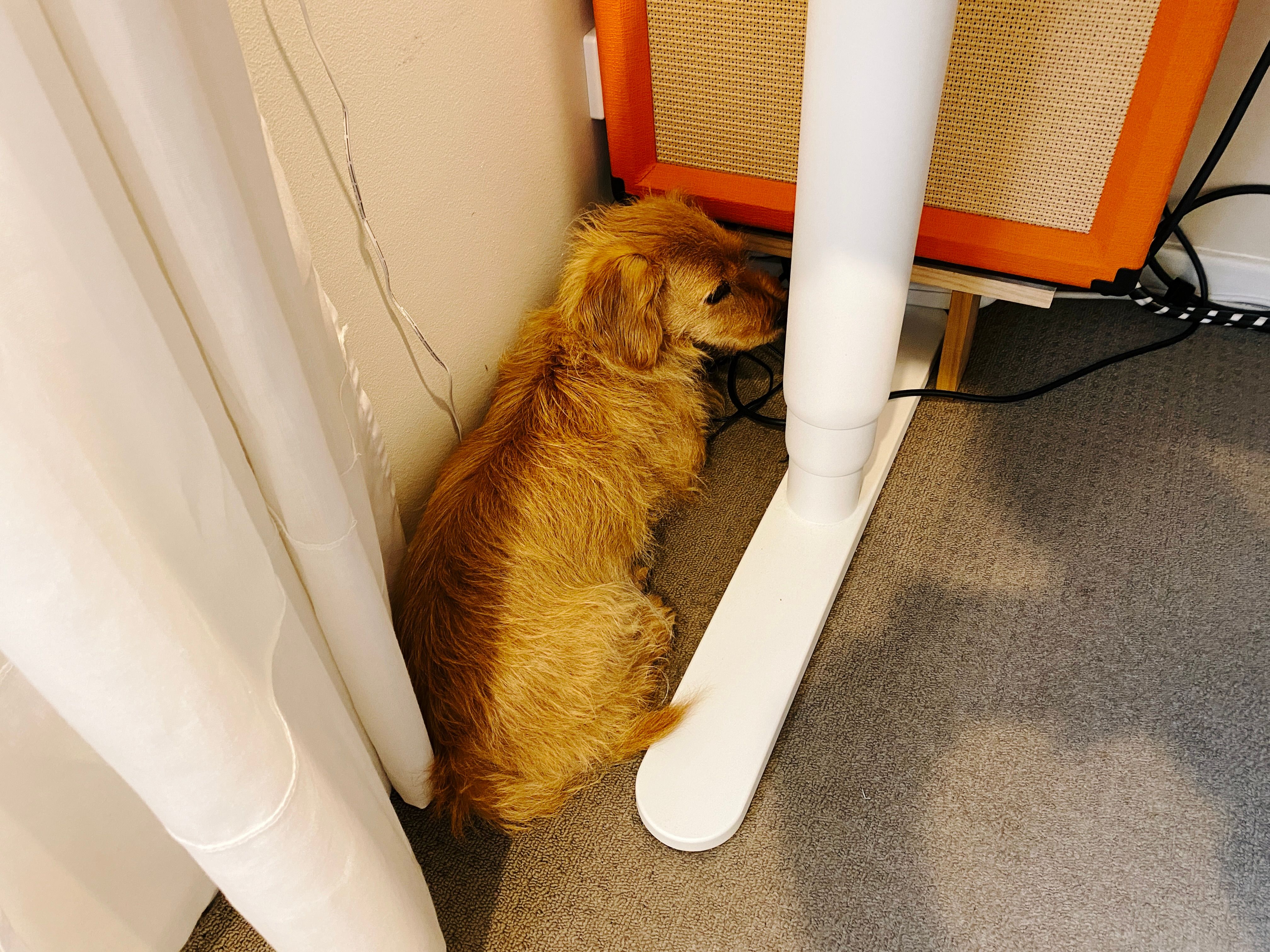 A photo of a small scruffy blonde dog lying on the floor in the gap between the wall and the leg of my standing desk.