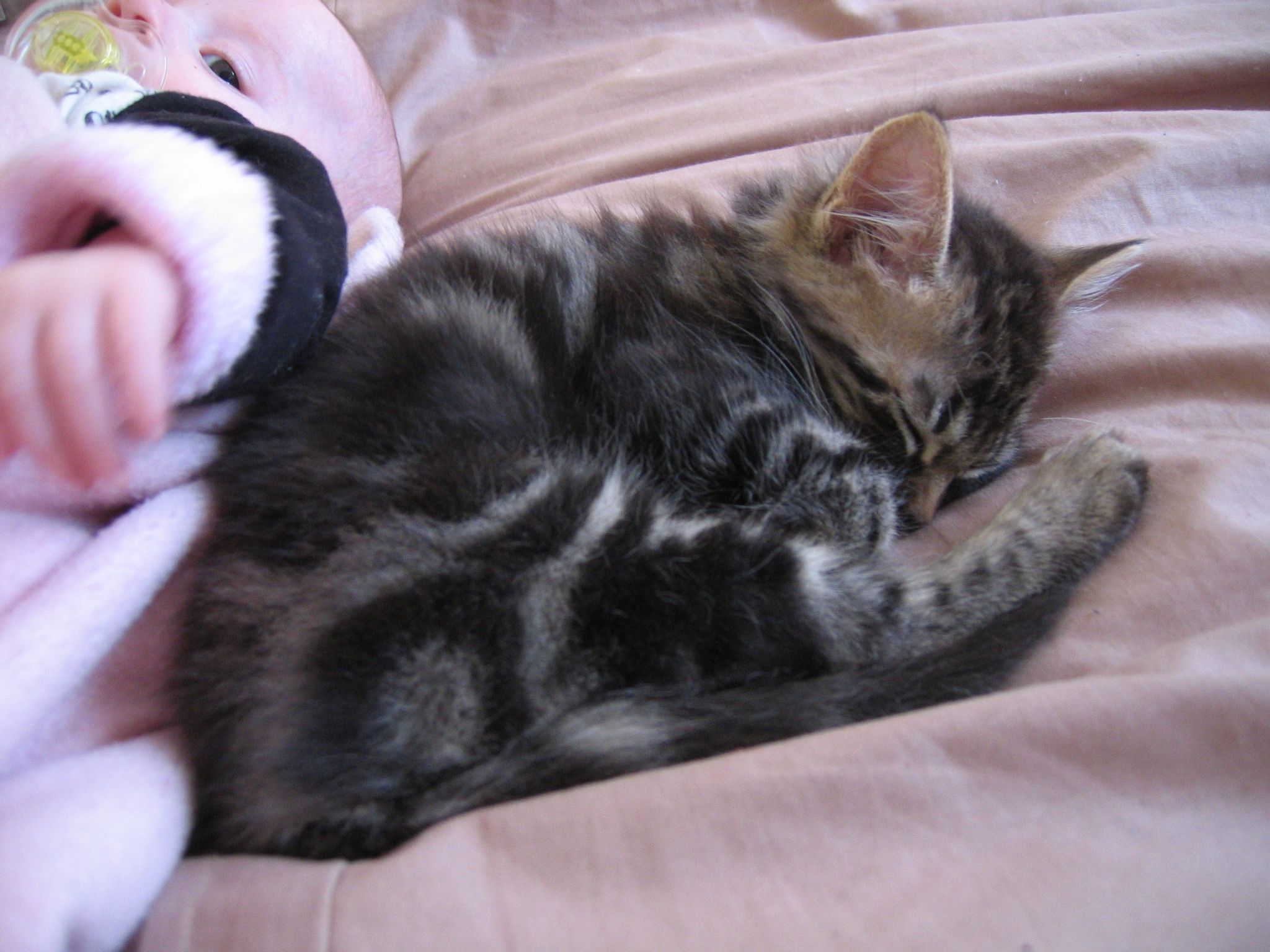 A close-up photo of the same tabby kitten curled up asleep.