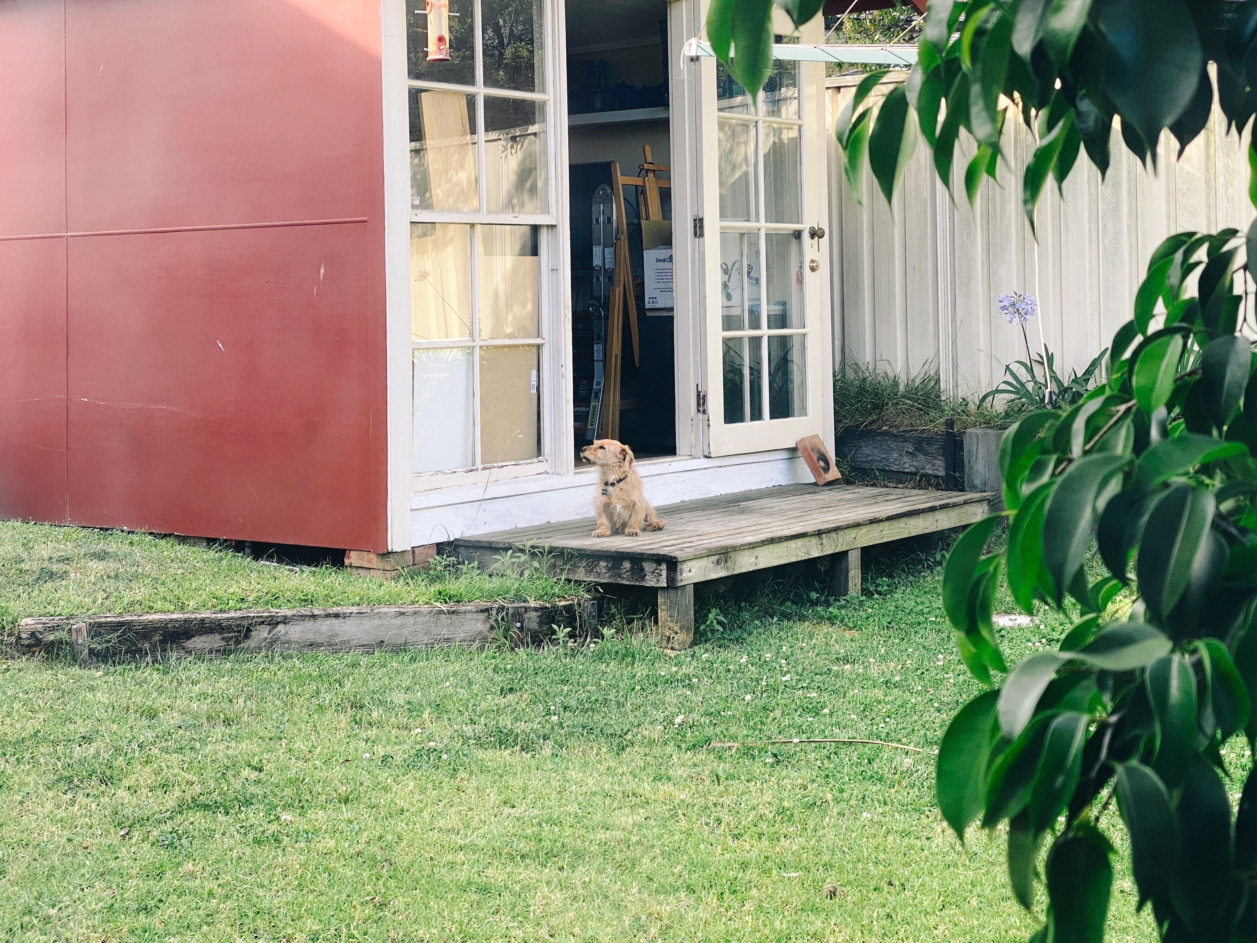 A photo of a small scruffy blonde dog sitting on the little wooden step that's in front of our hobby room in the back yard. His nose is slightly up in the air and he's clearly mid-sniff.