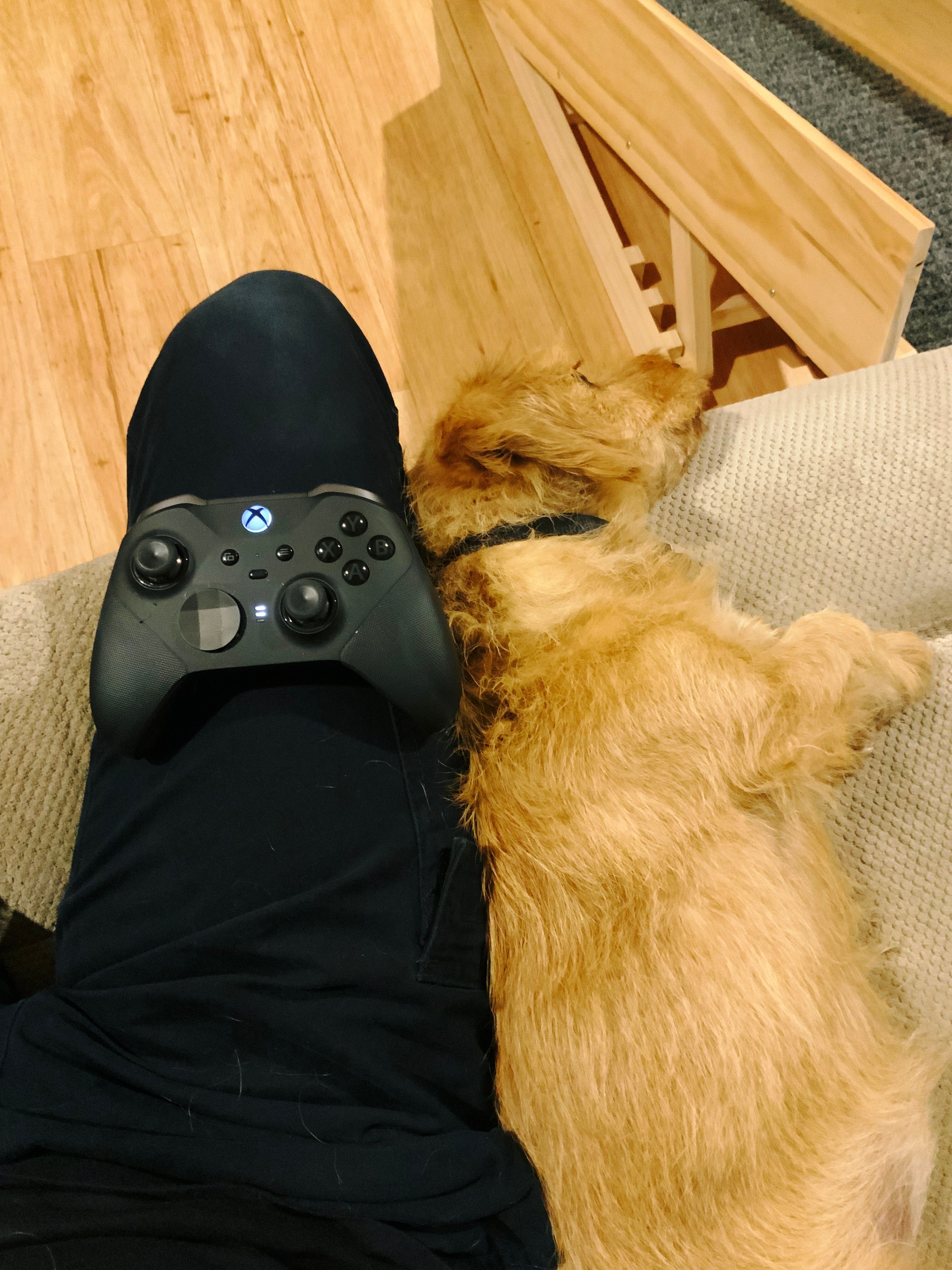 A photo of a small scruffy blonde dog lying on his side with his back firmly against the side of my leg. I'm sitting on the lounge and there's an Xbox controller resting on my leg.