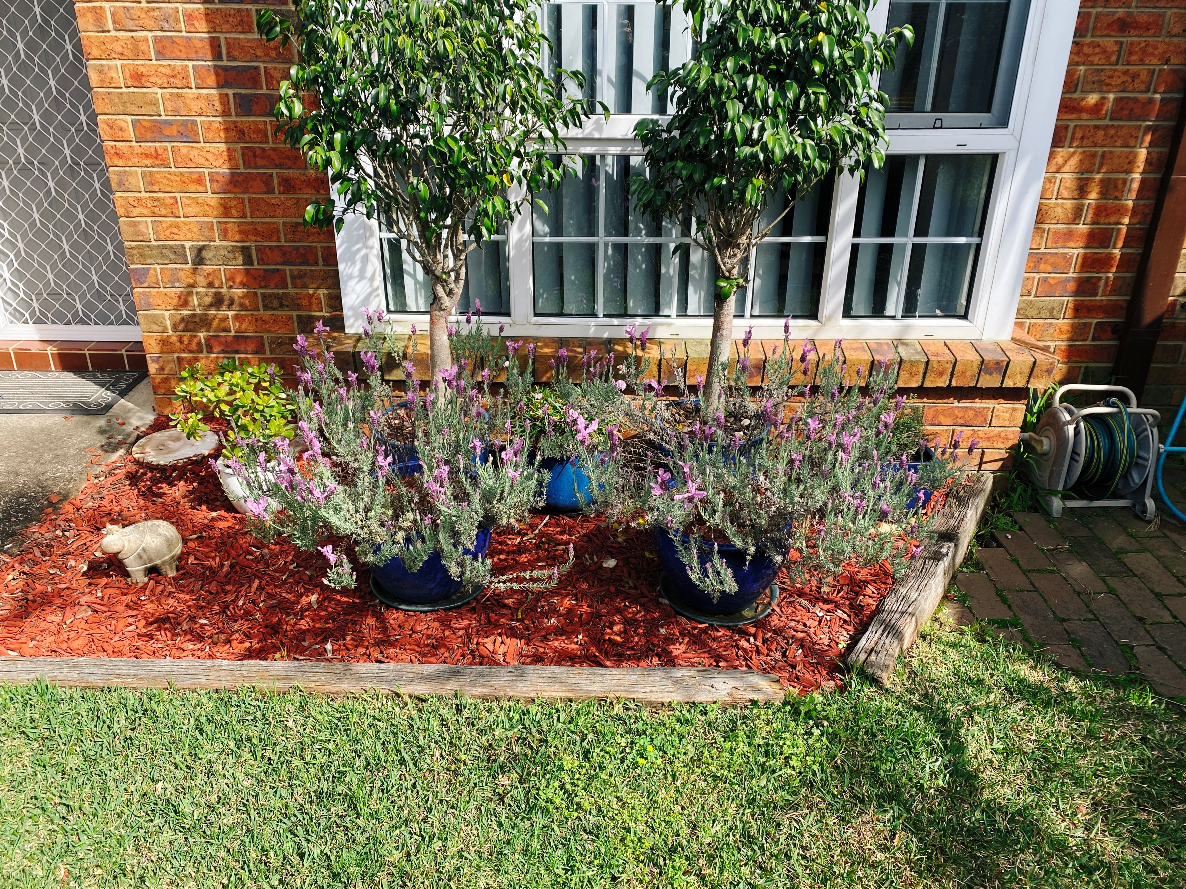 A photo of a little garden in front of a bay window. The whole "garden" maybe 1.5 metres wide and covered in red mulch, and at the front are two very lavender plants busily blooming with flowers.