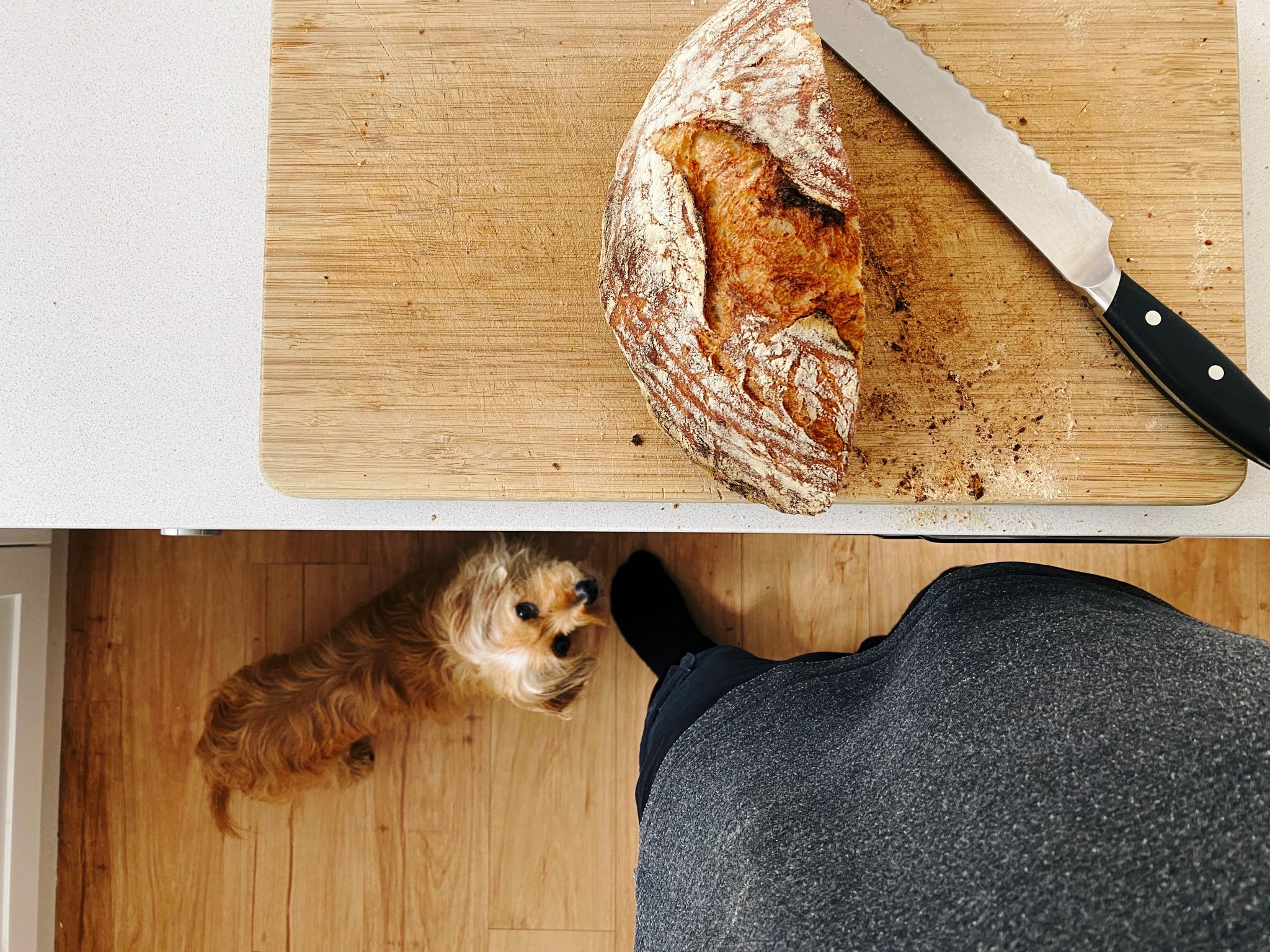 A photo taken from above a kitchen bench top with the floor visible. On the bench is a cutting board with half of a round loaf of bread in the middle of being cut, and standing directly next to my feet on the floor is a small scruffy blonde dog staring directly up at me.