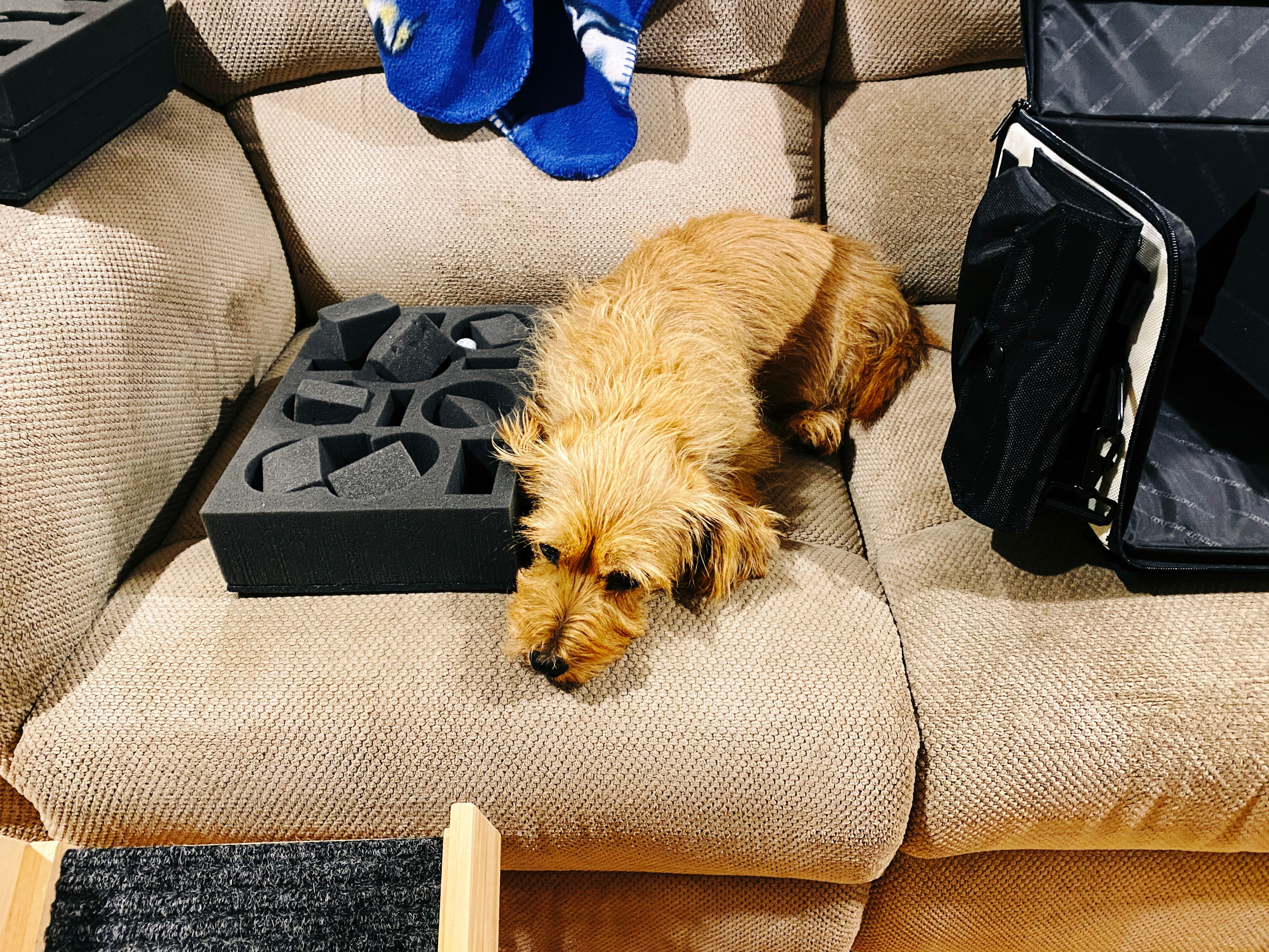A photo of a small scruffy blonde dog lying on a lounge, with his head and one side directly against a grey foam tray that holds some of the pieces of Warhammer Underworlds.