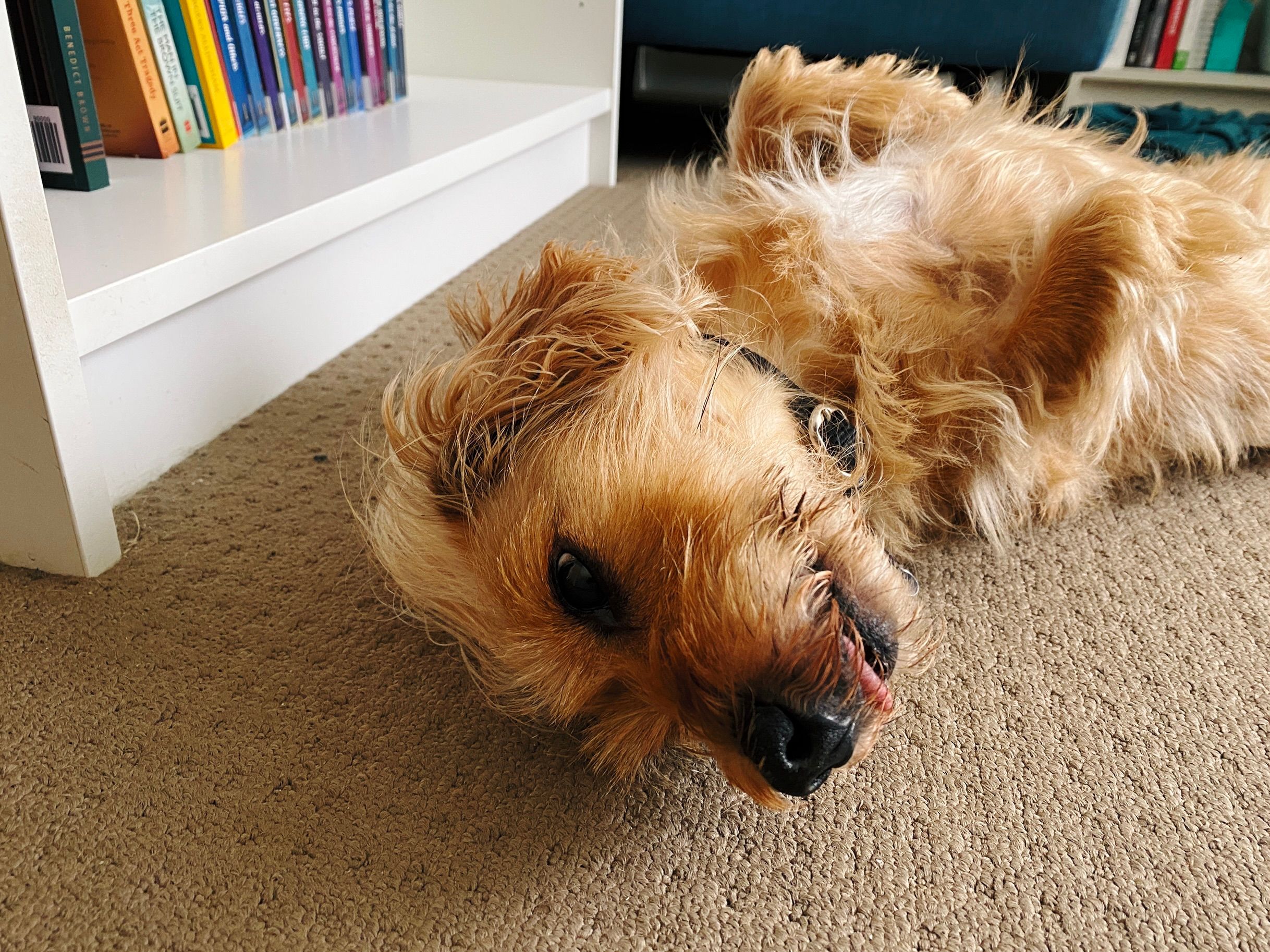 A photo of a small scruffy blonde dog lying upside down on his back with just the tip of his tongue poking out of his mouth.