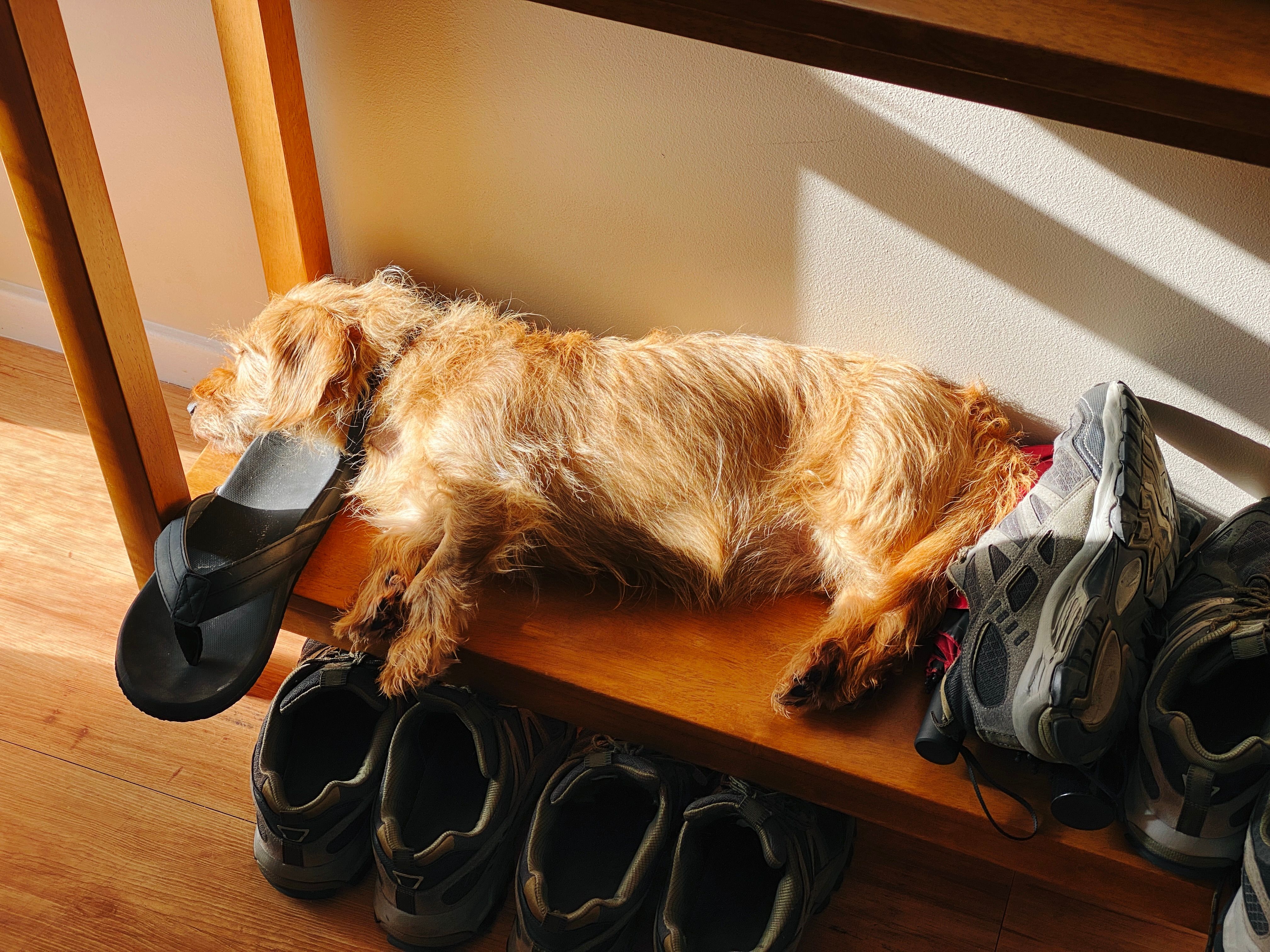 A photo of a small scruffy blonde dog lying on his side on the bottom self of a side table, with sun pouring in on him. His butt is jammed against a shoe, and his head is resting against a thong.