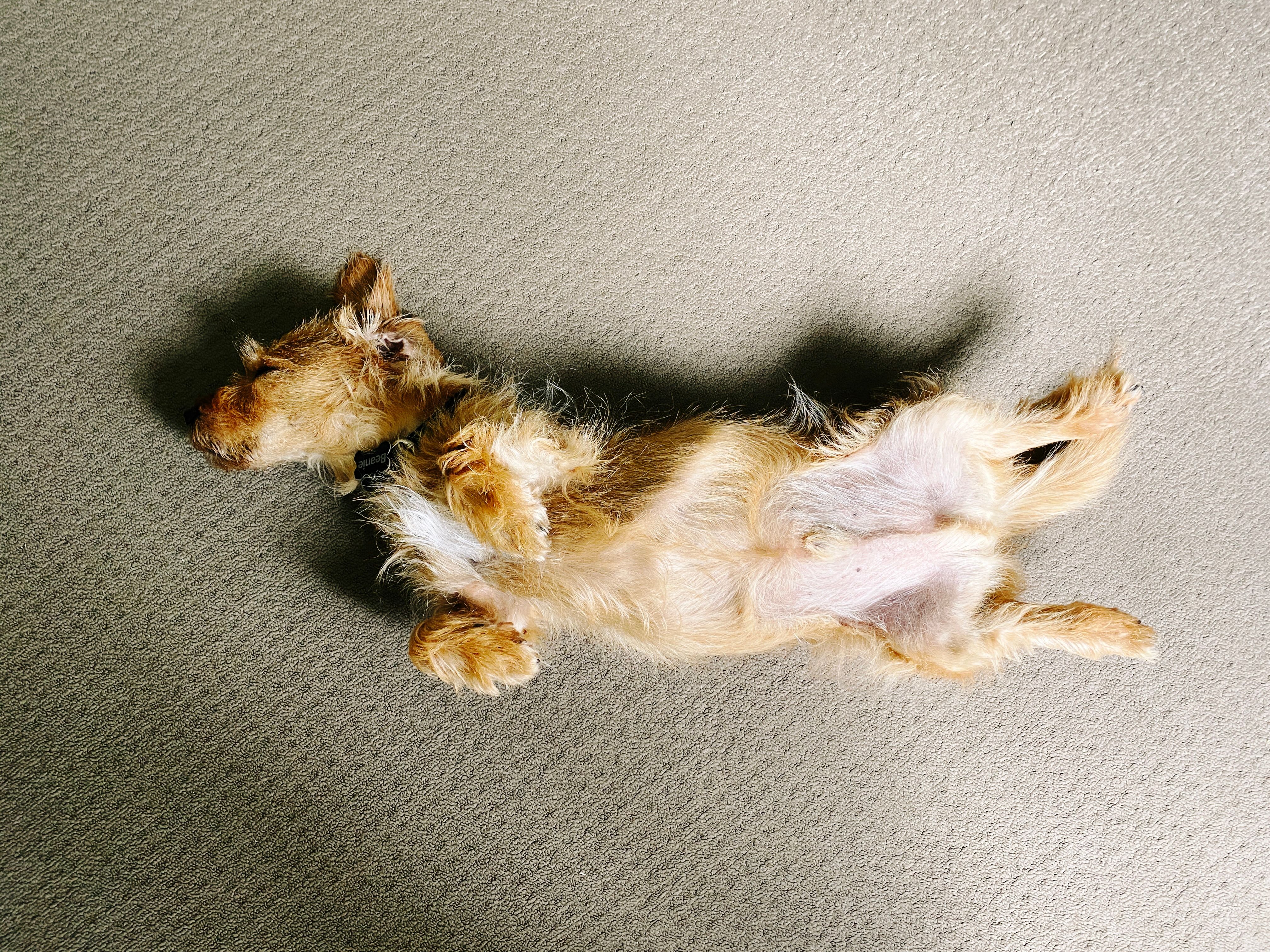 A photo of a small scruffy blonde dog lying upside-down on the floor fully stretched out, fast asleep.