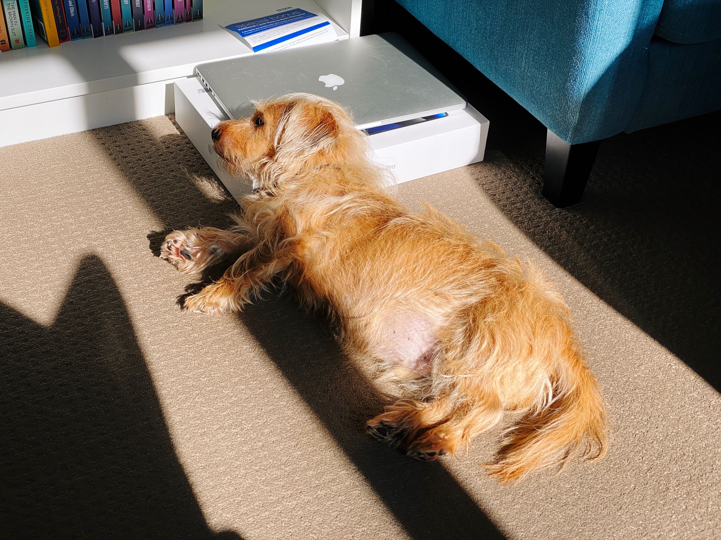 A photo of a small scruffy blonde dog lying on the floor in the sun. His head is propped up on the edge of a MacBook Pro box.