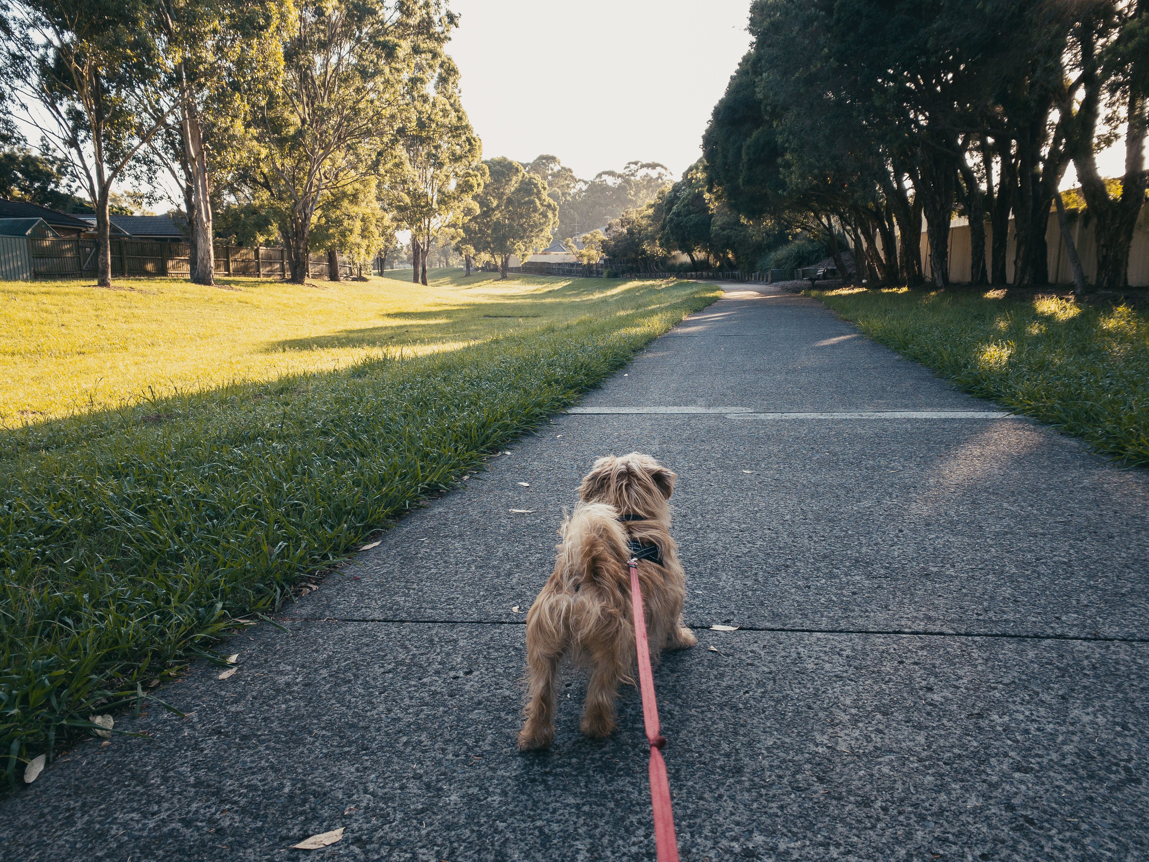 A photo of a small scruffy blonde dog with a harness and lead on, looking away from the camera along a tree-lined cycle path with grass on the right of it. This was a bit after 8am so the sun was relatively low and there's plenty of shadows being cast, and the whole photo has quite a warm feeling to it.