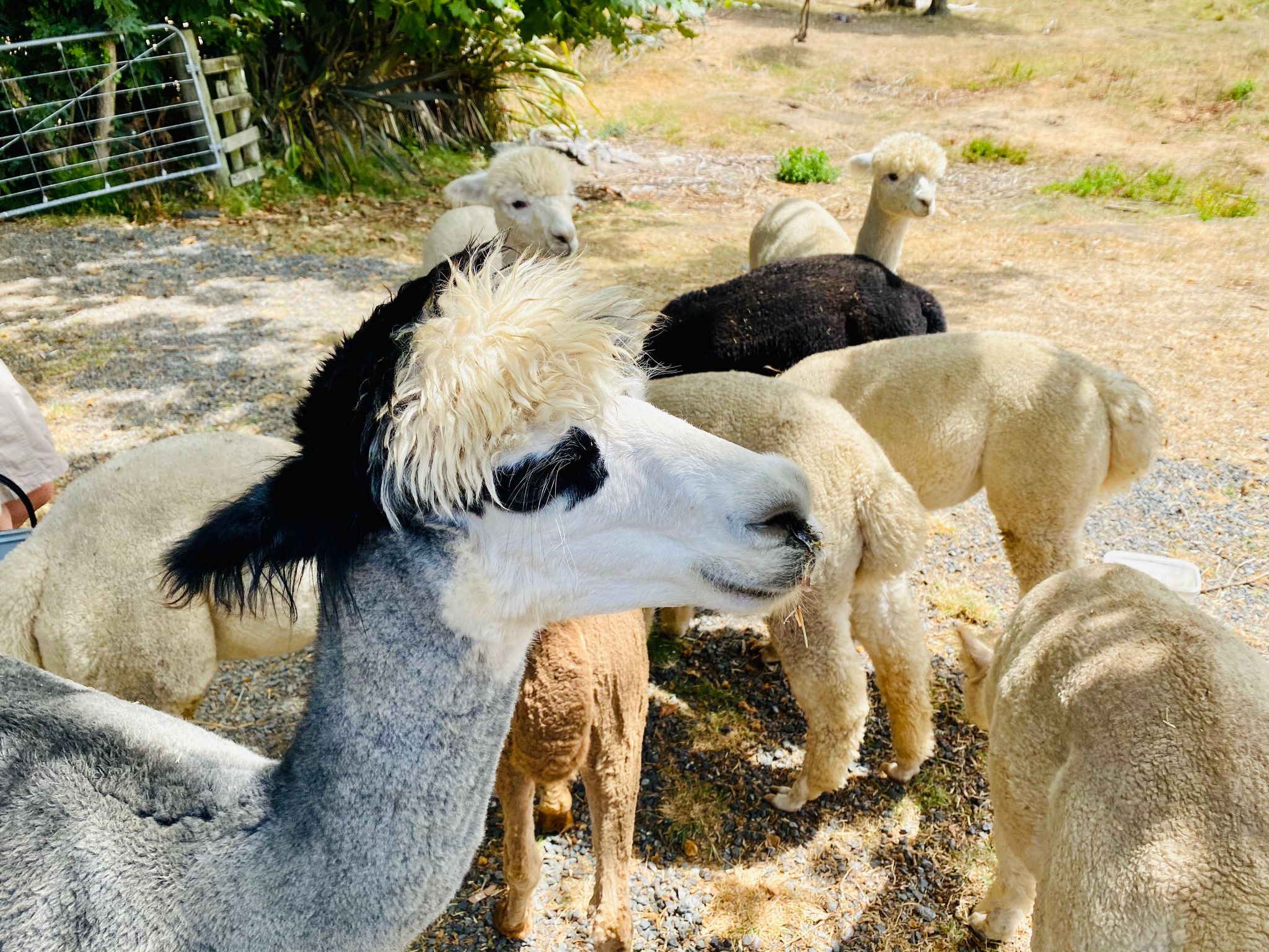 A photo of several alpacas, and one in the foreground with a black and white face and hair.