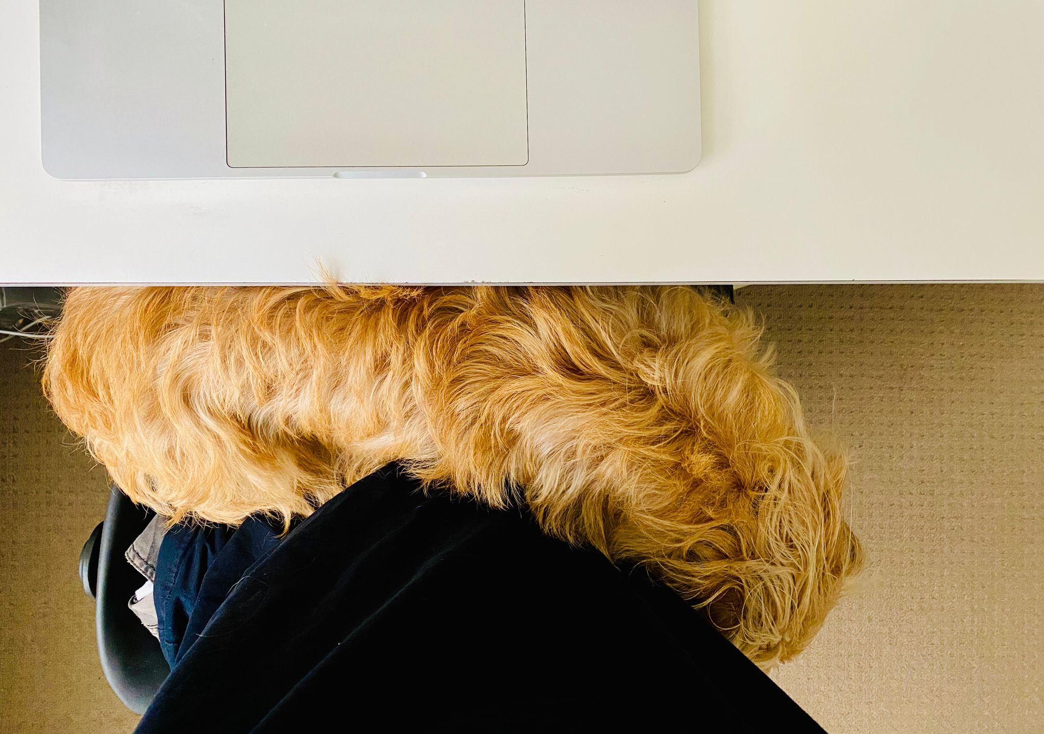 A photo taken from above my lap as I'm sitting at my computer desk showing a small scruffy blonde dog draped across my lap.