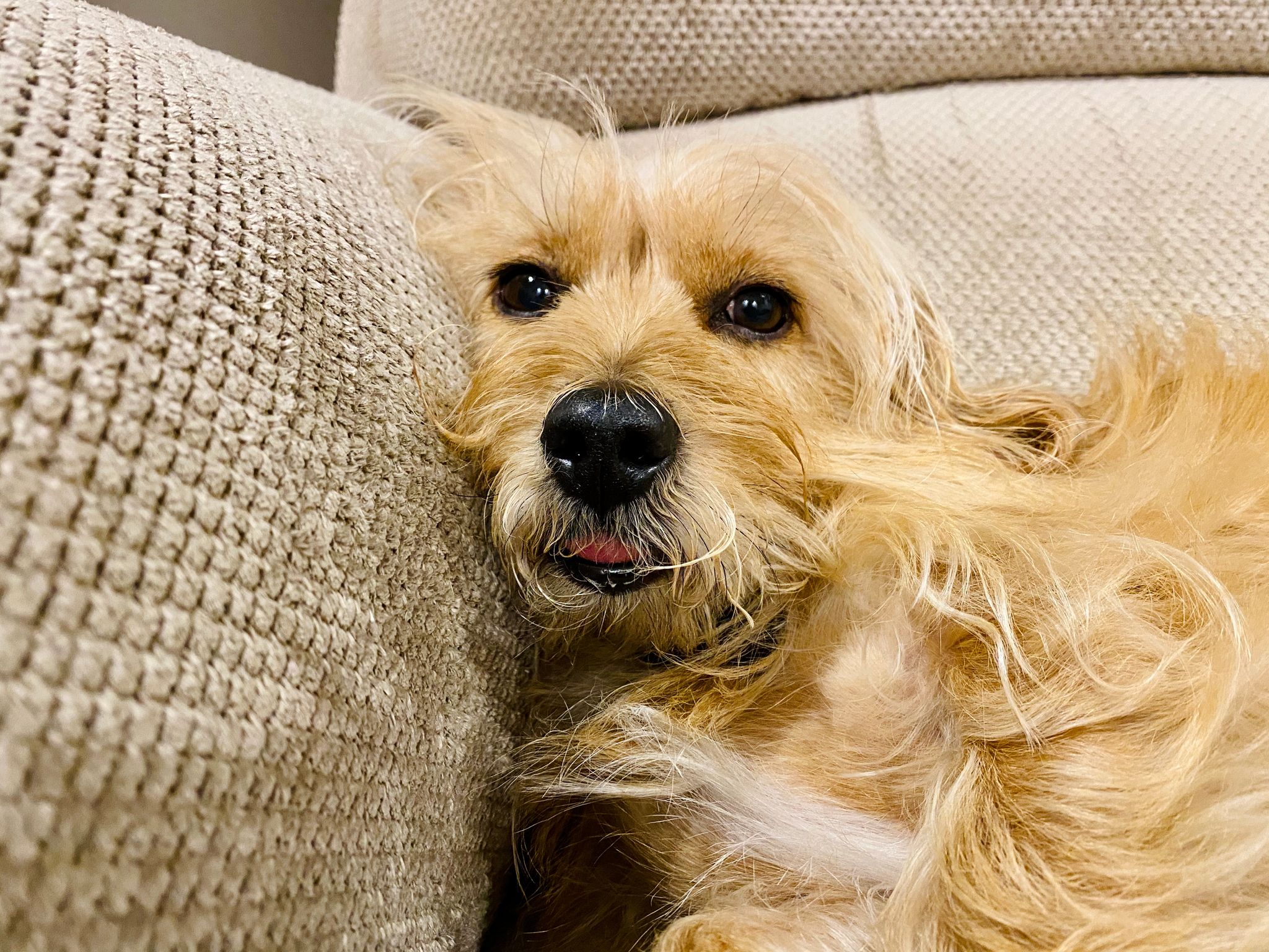A photo of a small scruffy blonde dog with his head against the side of a lounge, half asleep with his tongue poking out.