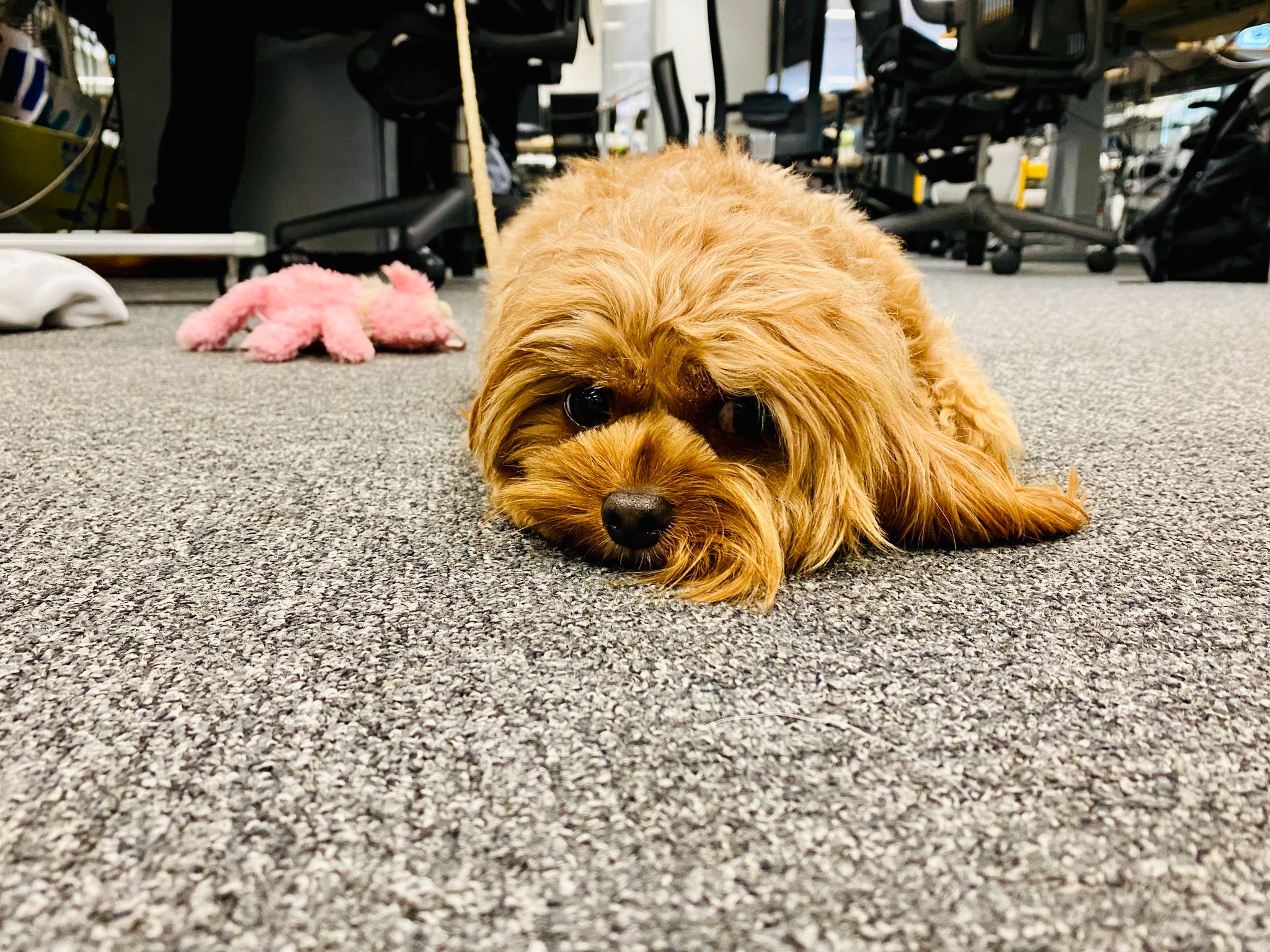 A front-on photo of a very small brown hairy dog lying on the floor with his head down.