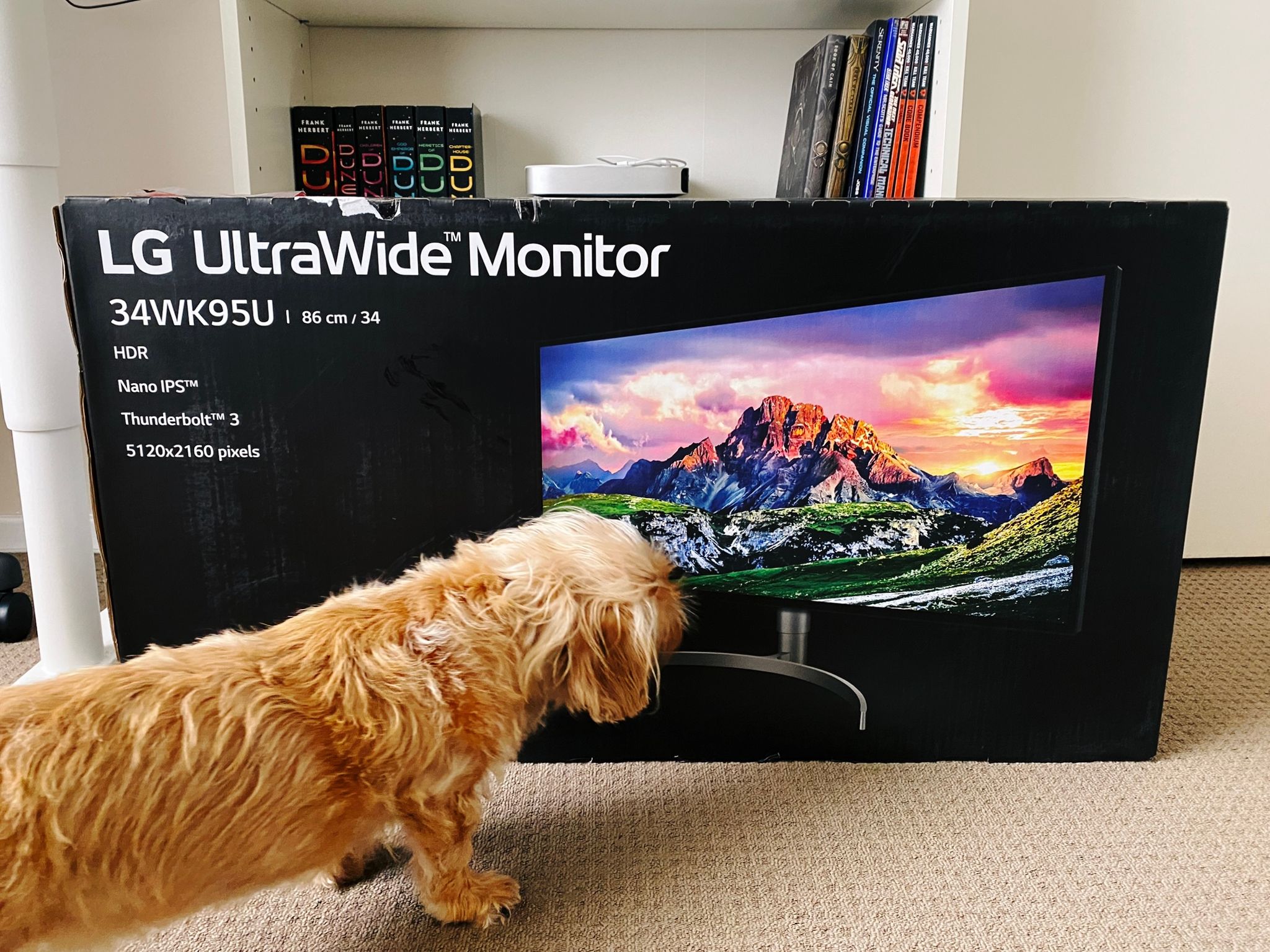 A photo of the box of an LG 34" Ultrawide display sitting on the floor, with a small scruffy blonde dog furiously sniffing it.