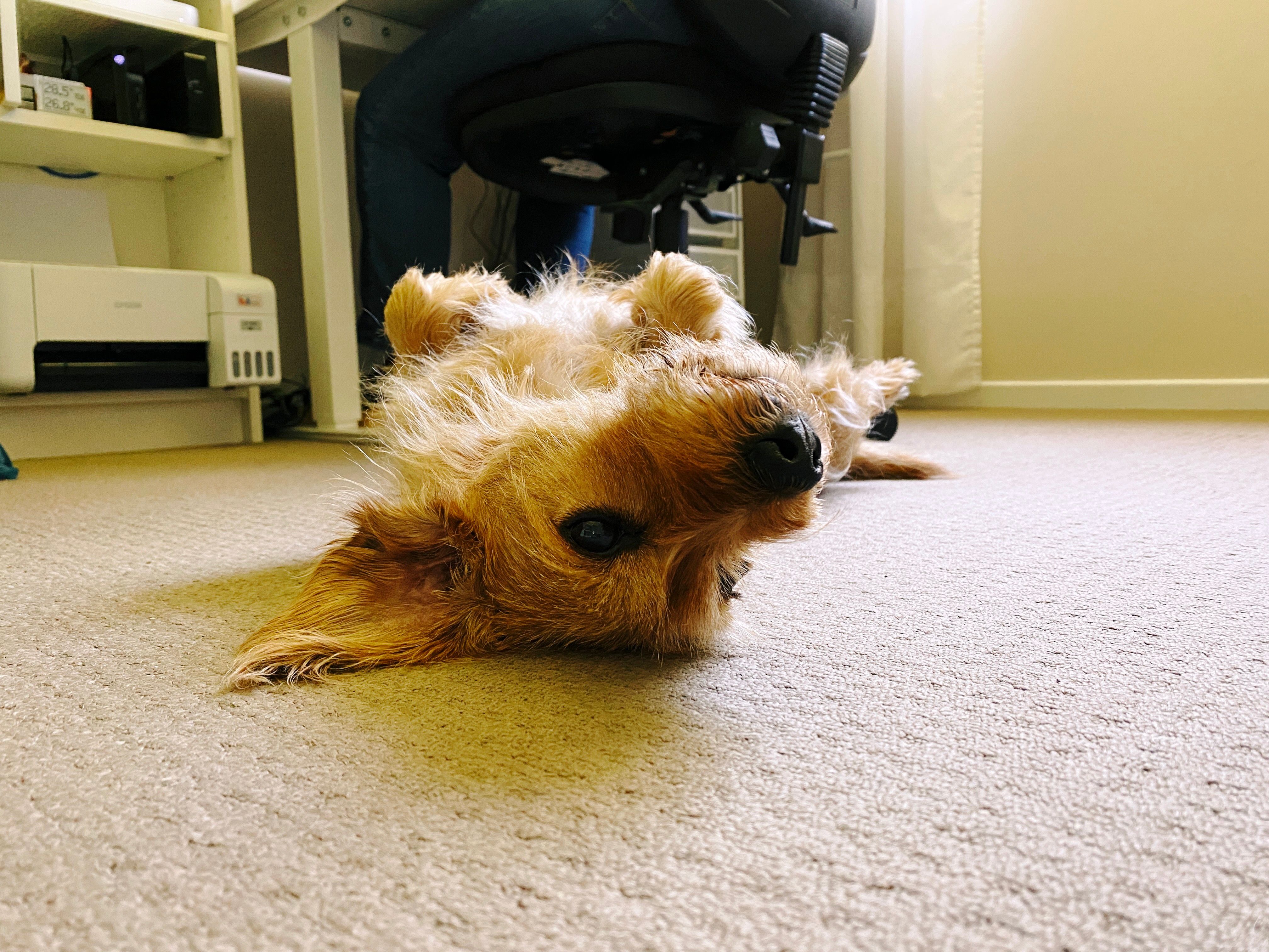 A photo taken at ground level of a small scruffy blonde dog who's lying completely upside-down with his legs in the air.