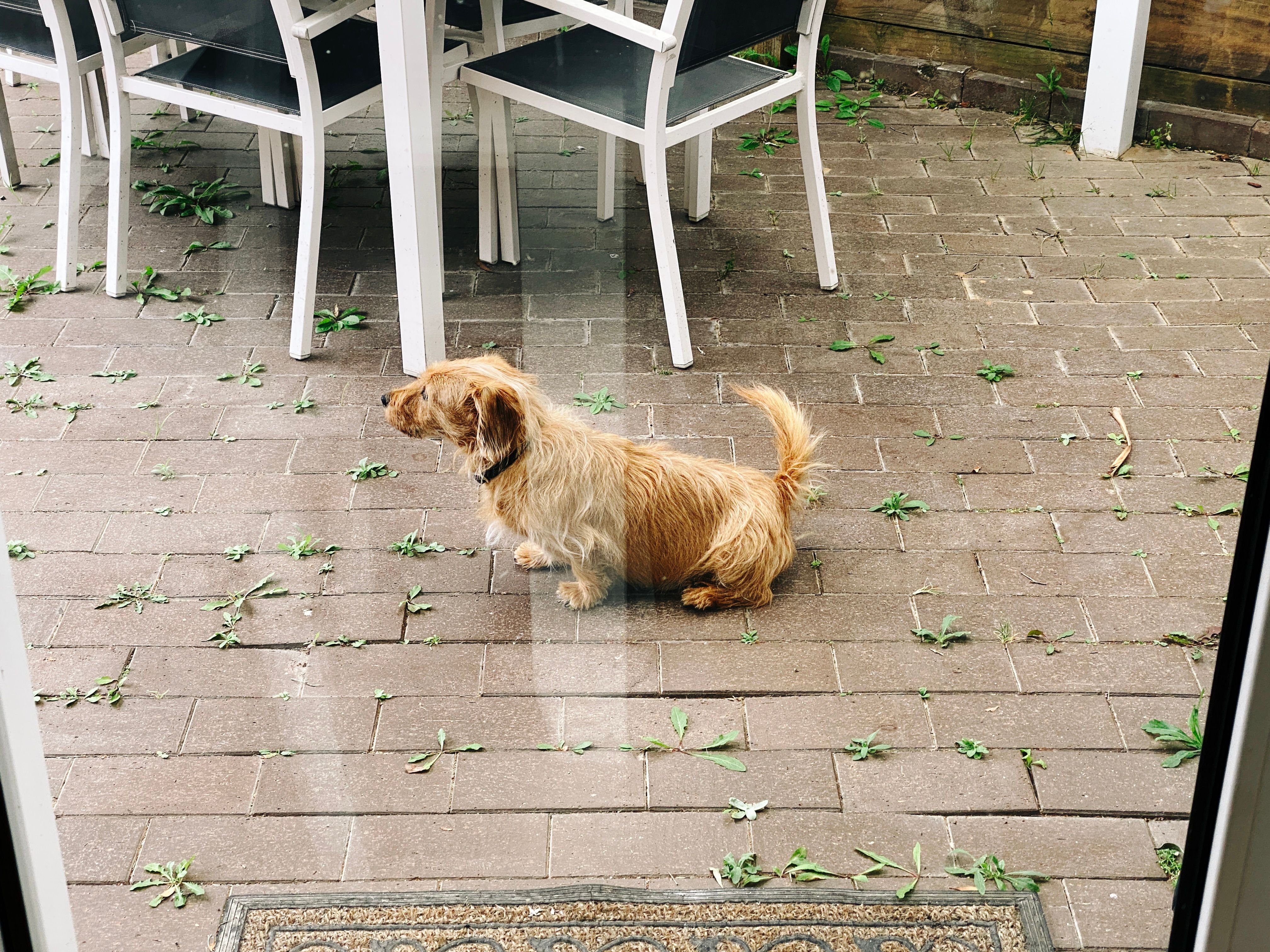 A photo taken through a glass door of a small scruffy blonde dog sitting outside on a patio, he's very intently watching the cat that's out of frame, his head is down lower than usual and his body language indicates he's clearly ready to leap up and start barking as soon as it becomes necessary.