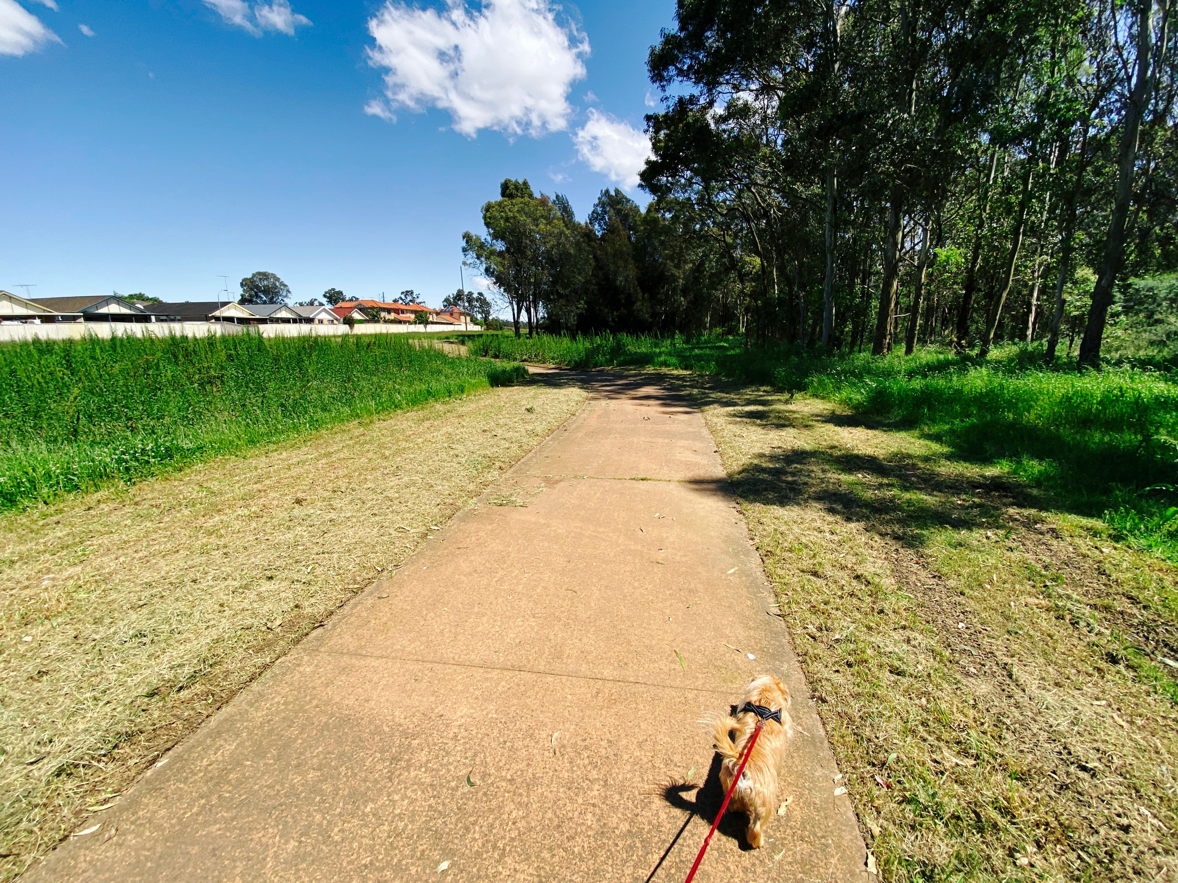 A wide-angle photo of a glorious sunny day, the sky is blue with a few fluffy clouds, looking down a path with trees on one side, and a small scruffy blonde dog trotting along on the end of a lead.