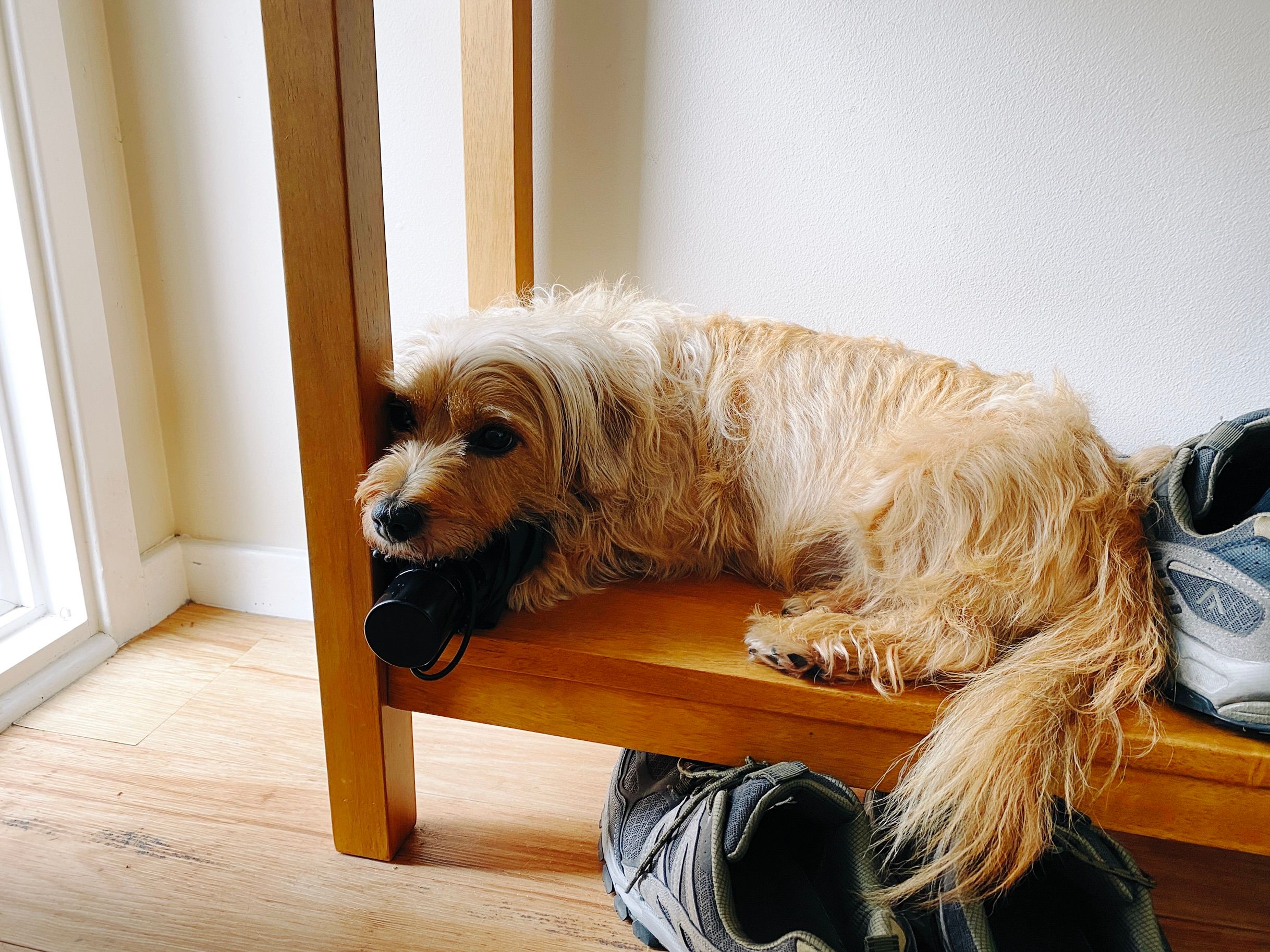 A photo of a small scruffy blonde dog lying awkwardly on the very low shelf of a narrow side table, with his head on a folded-up umbrella.