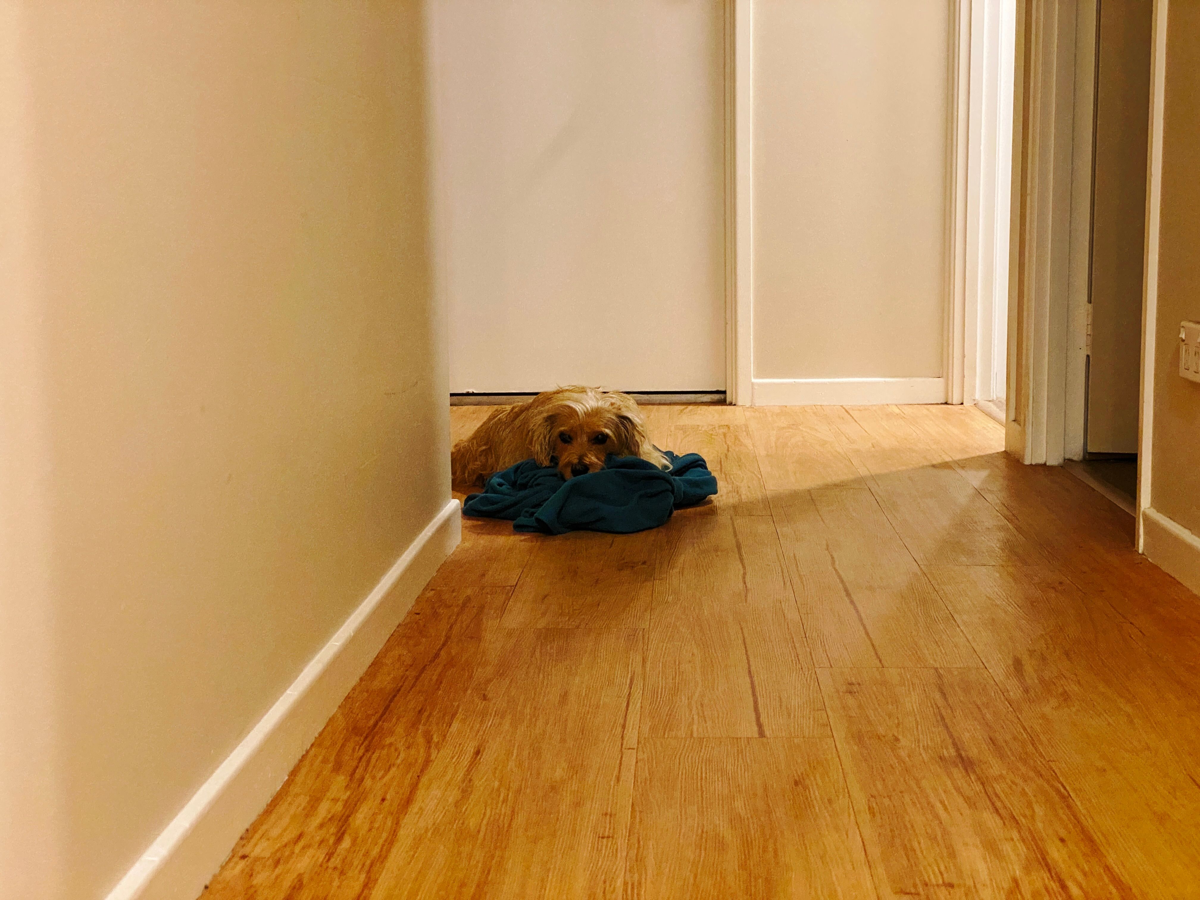 A photo looking down a hallway of a small scruffy blonde dog lying on a green blanket, staring directly at the camera.