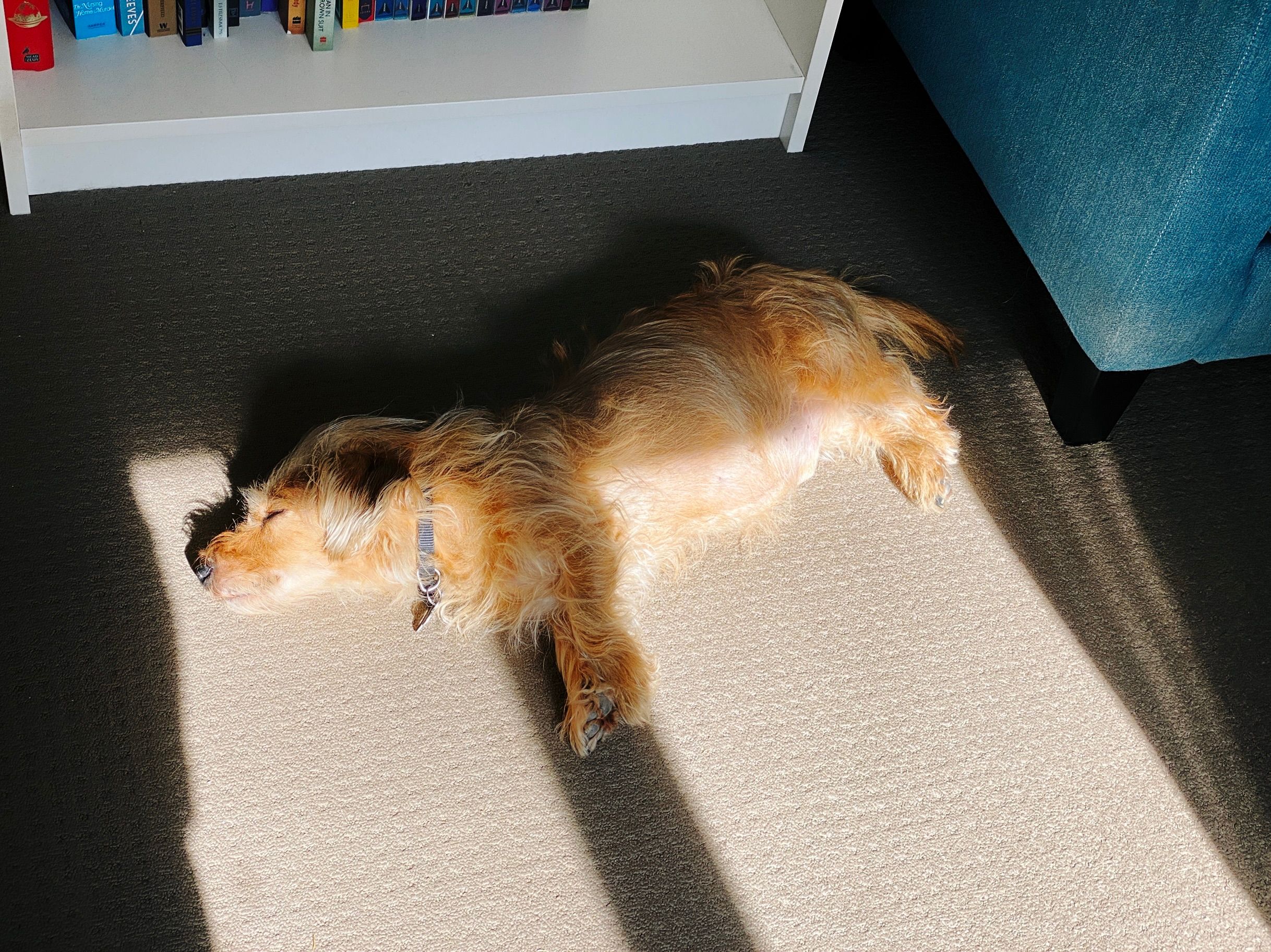 A photo of a small scruffy blonde dog lying stretched out on the floor on his side. There's sunlight coming in from a window that's falling just on his face and belly.