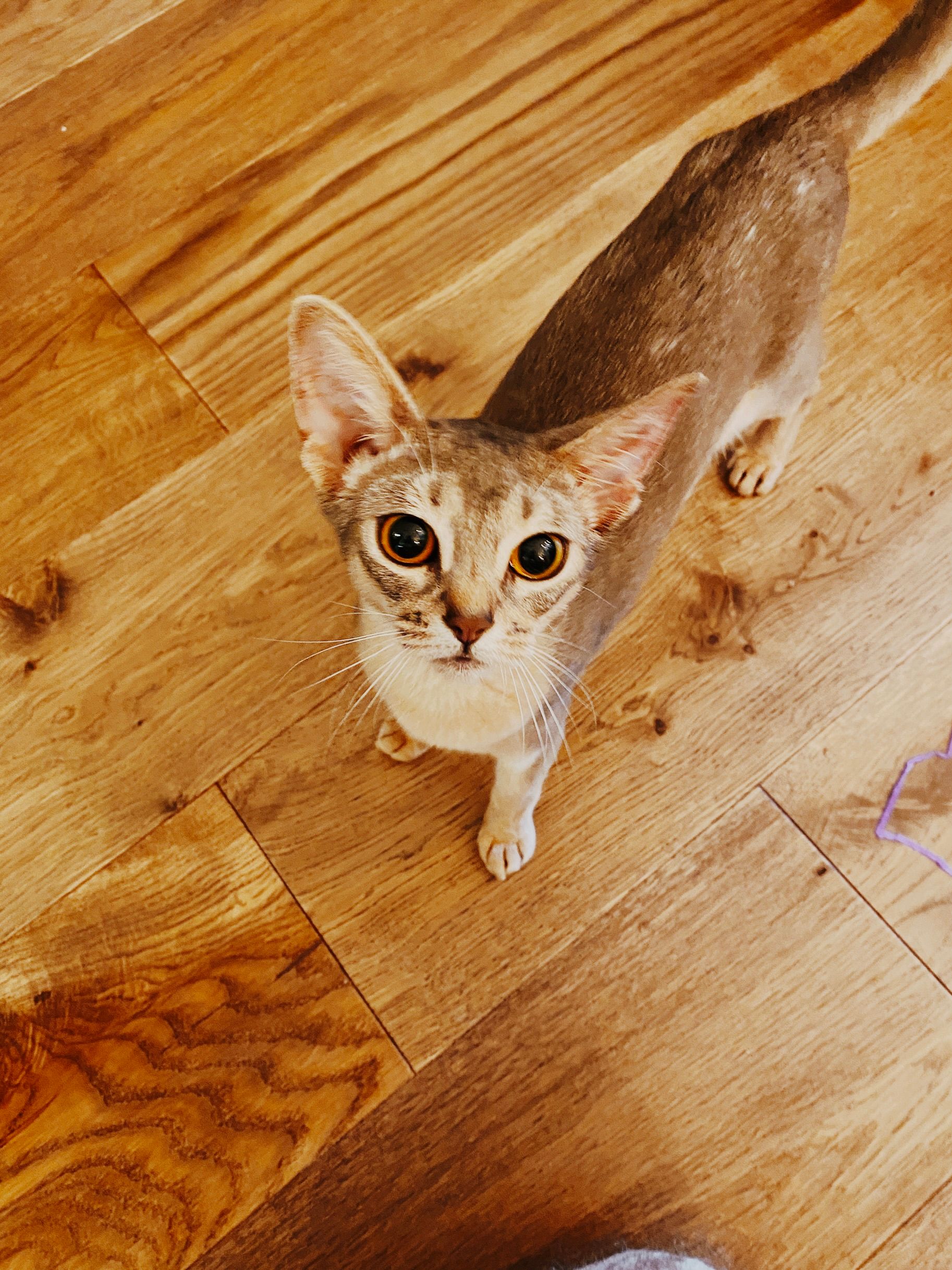 A photo of an Abyssinian kitten standing on the floor looking up at the camera. There's some motion blur on her head because she would NOT remain still, like ever.
