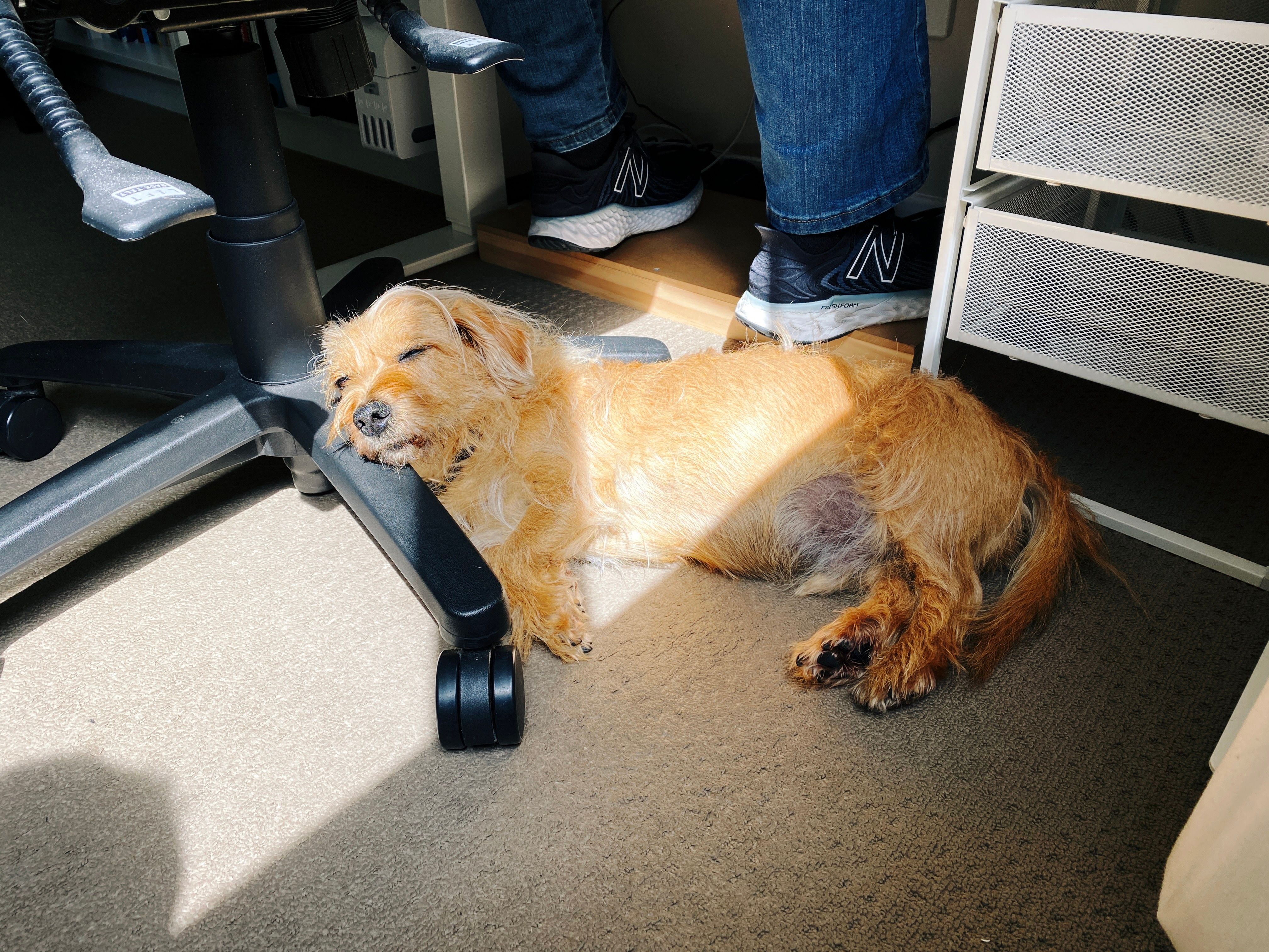 A photo of a small scruffy blonde dog lying on his side in a patch of a sun, with his head resting on the base of an office chair (that has someone sitting in it), fast asleep.