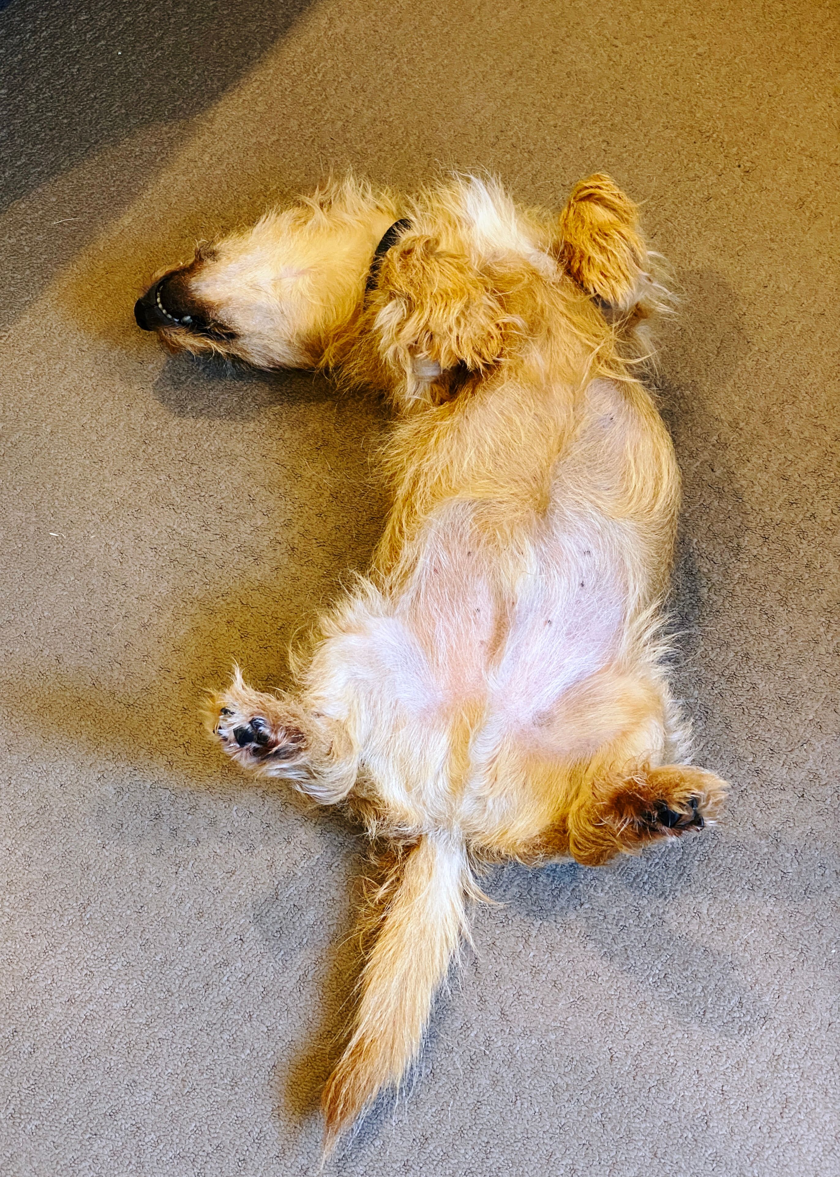 A photo of a small scruffy blonde dog lying completely upside-down fast asleep, his back legs are up in the air and his head is off to one side.