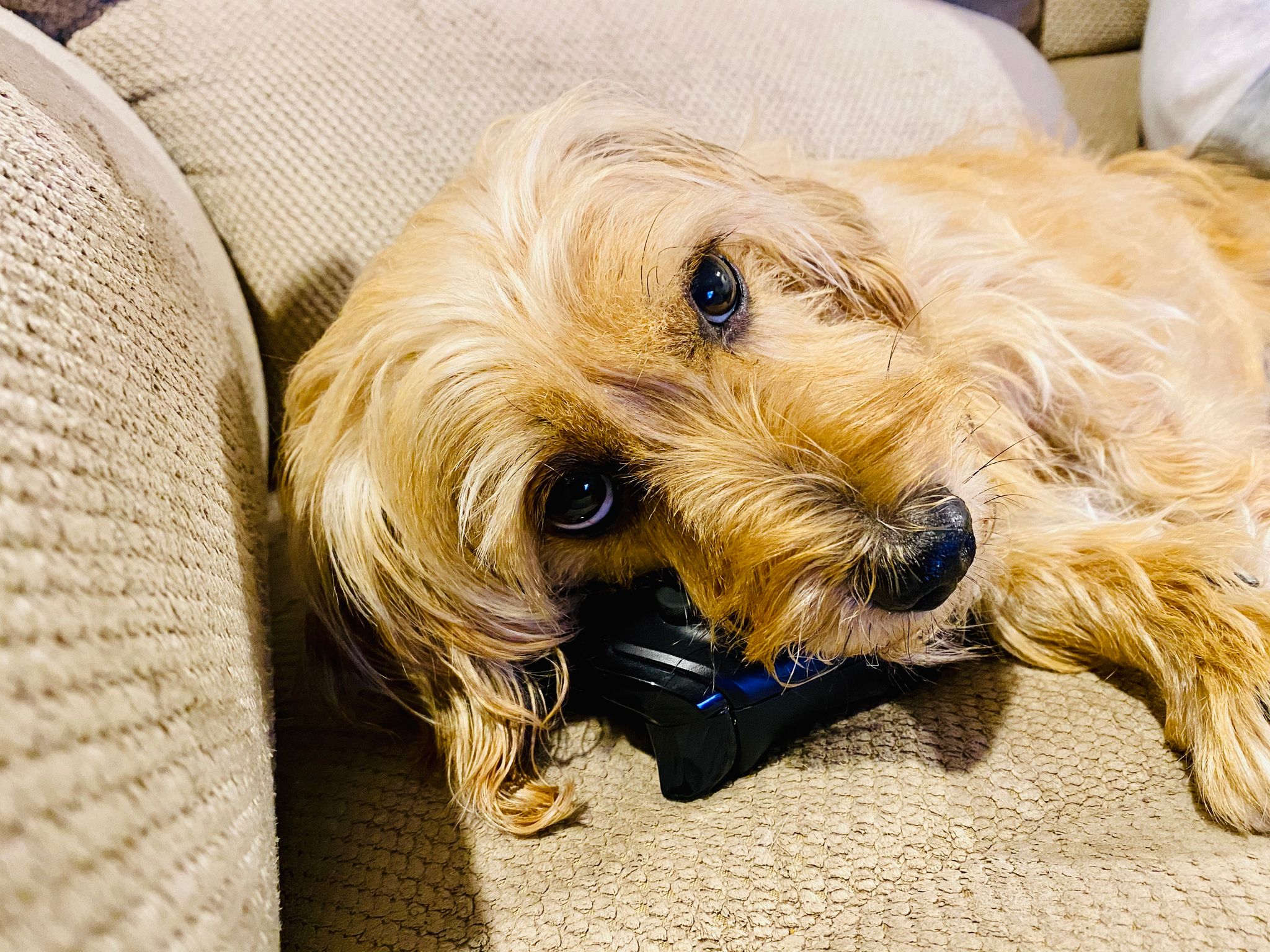 A photo of a small scruffy blonde dog lying with his head fully on an Xbox One controller.