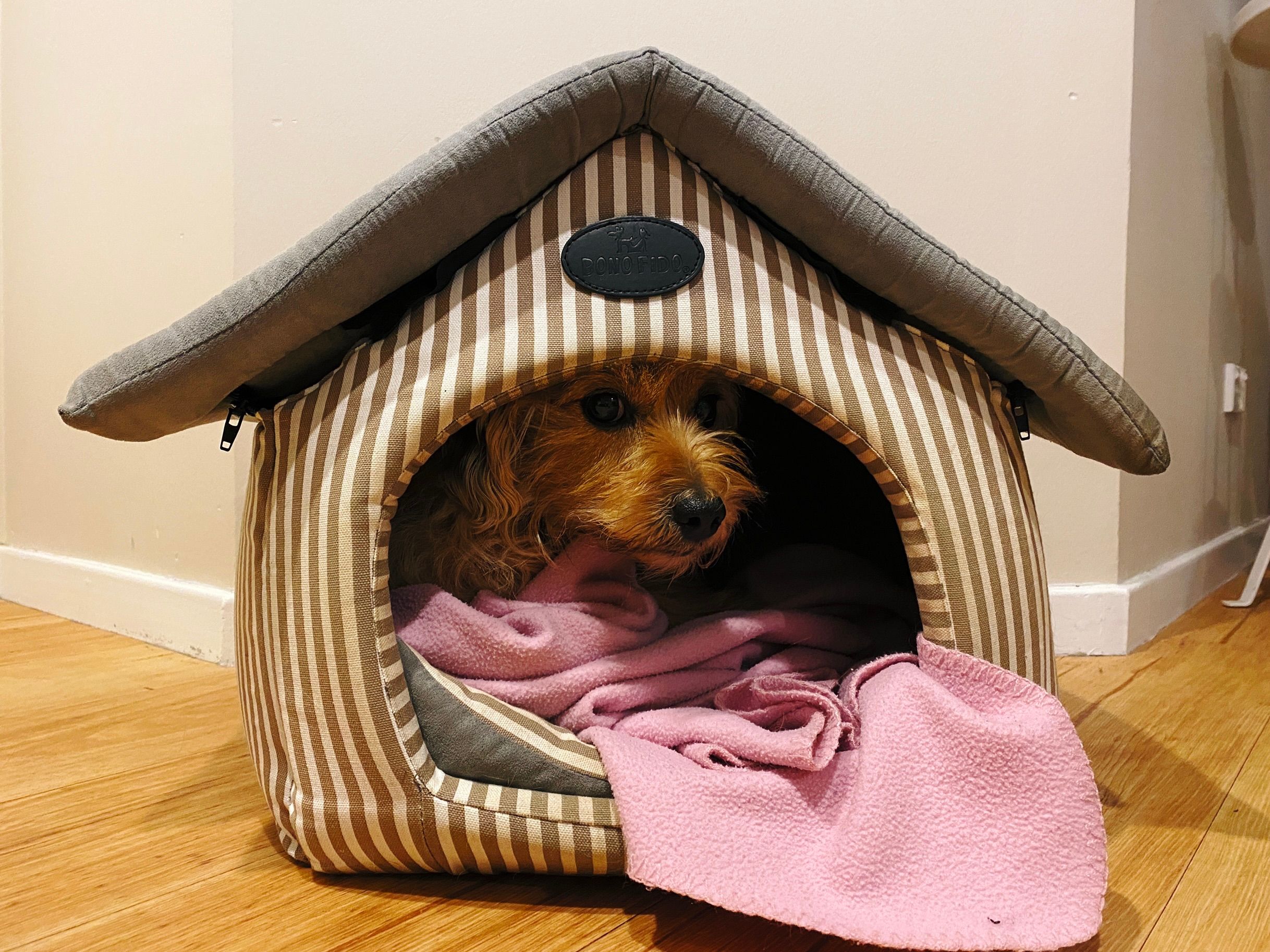A photo of a kind of dog kennel, except it's soft and made of stripy fabric and is sitting indoors. A small scruffy blonde dog is lying inside it on top of a pink blanket, giving a funny look because he's not quite sure what I'm doing.