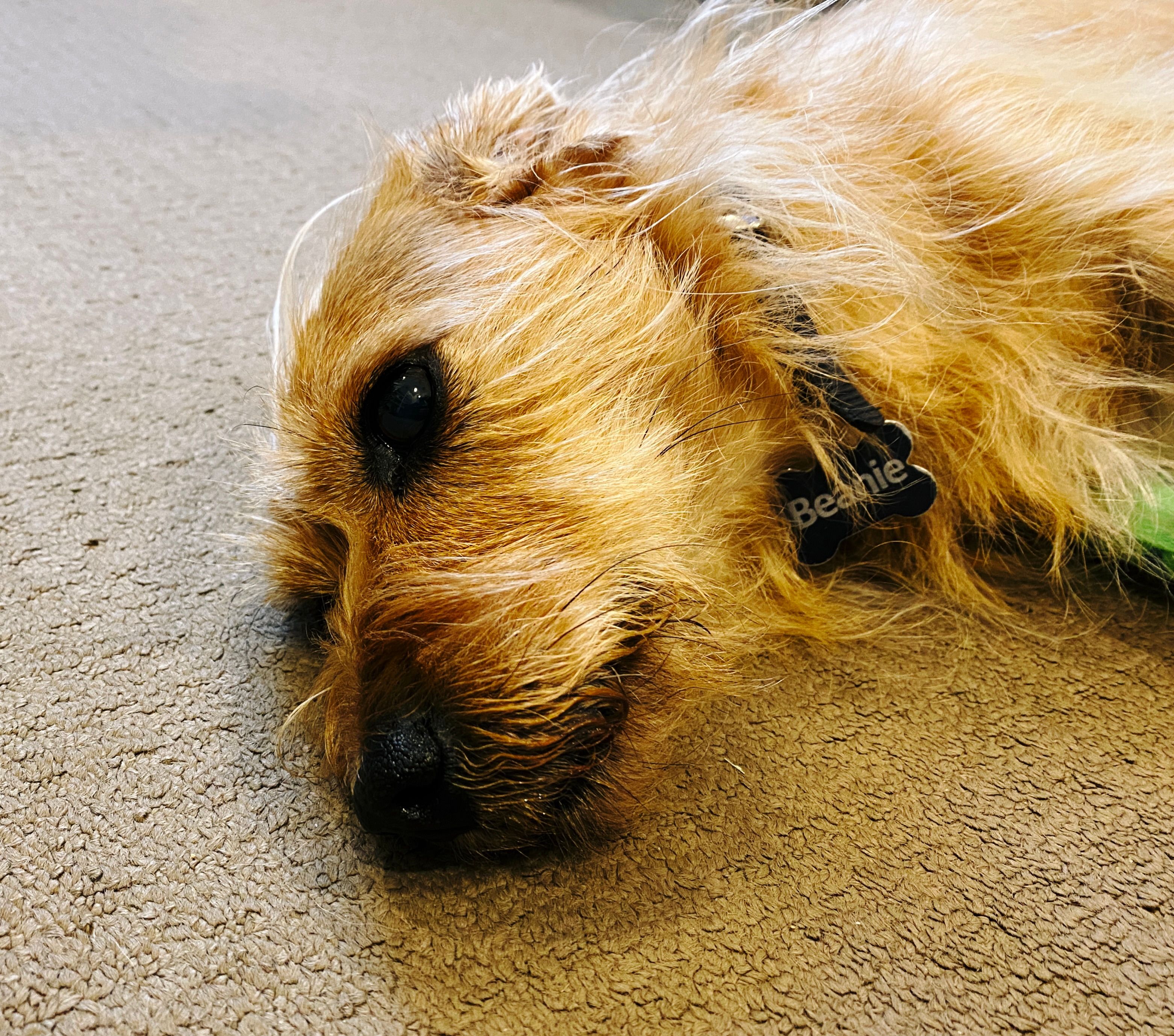 A photo of the front half of a small scruffy blonde dog lying on his side, half-asleep.