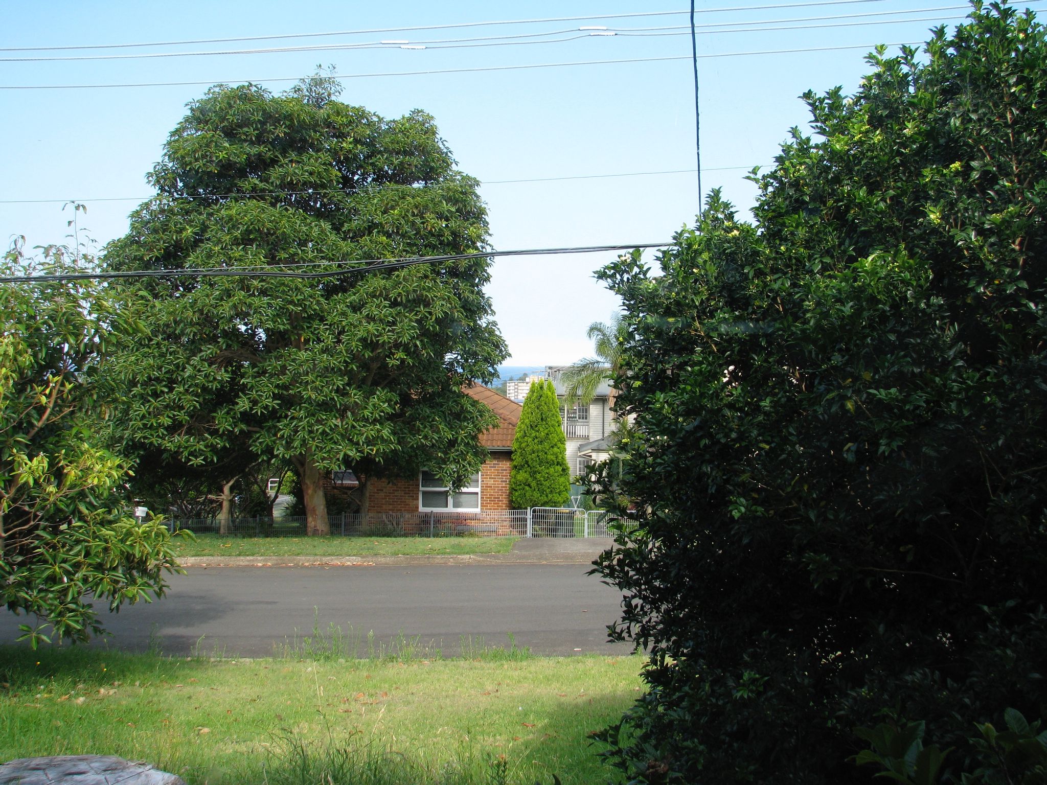 A photo taken out a window looking across the street. There's lots of trees everywhere.