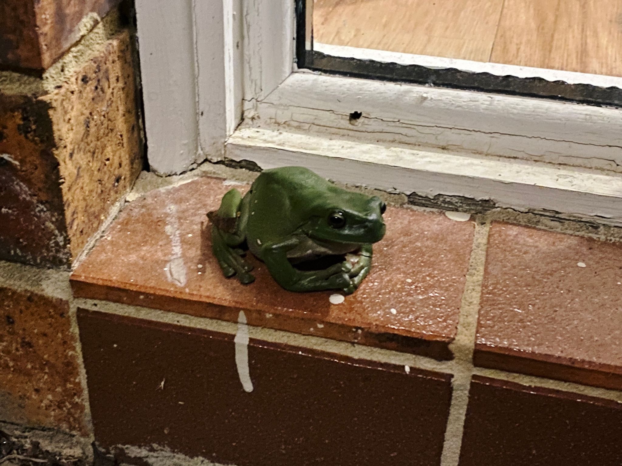 A photo of a green frog sitting on the ledge in front of the narrow window that's next to our front door.