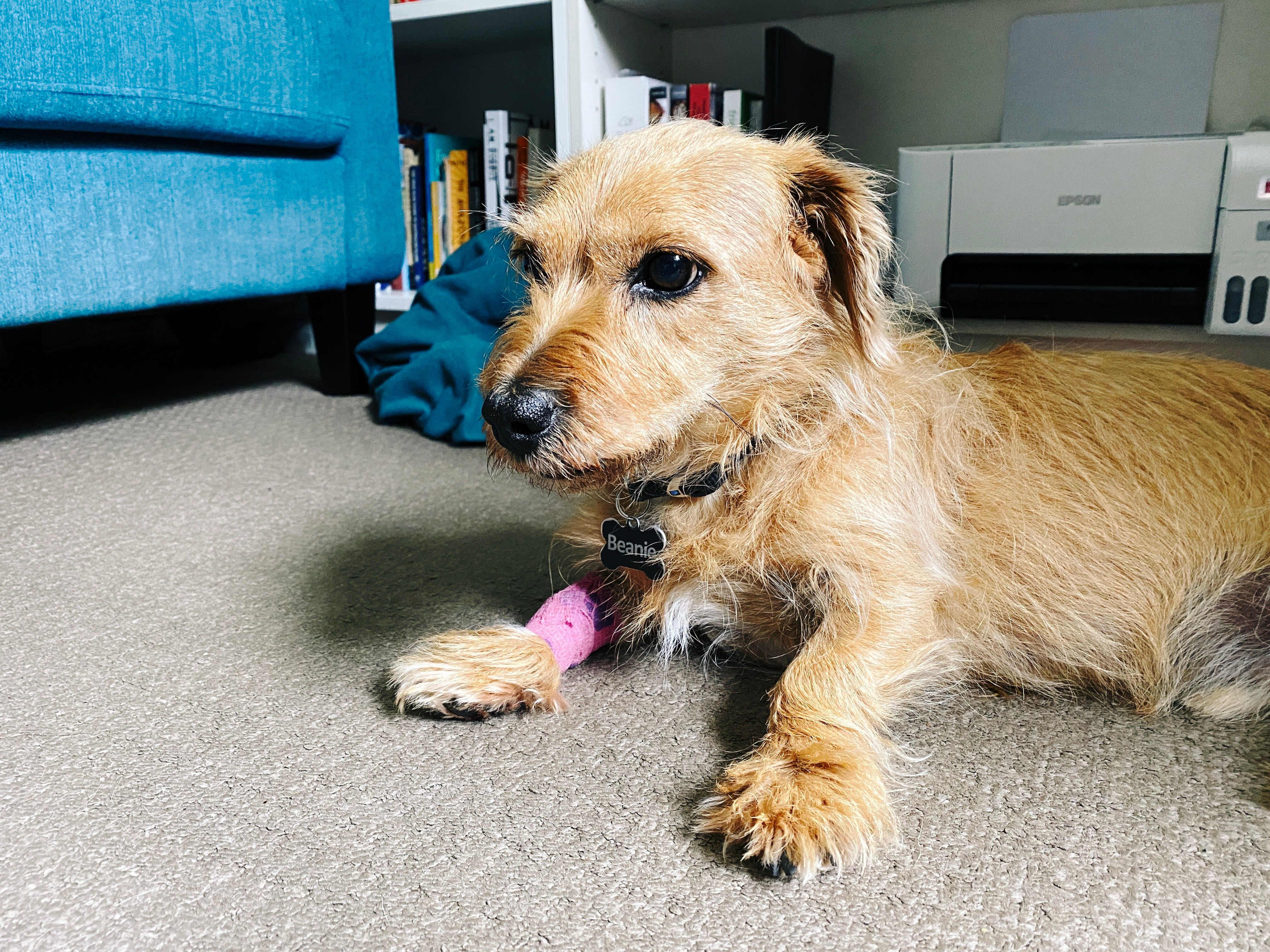 A photo of a small scruffy blonde dog lying down on the floor with his head up, with a slightly glassy expression. He's got a pink gauze around one of his front legs where the drip was attached.