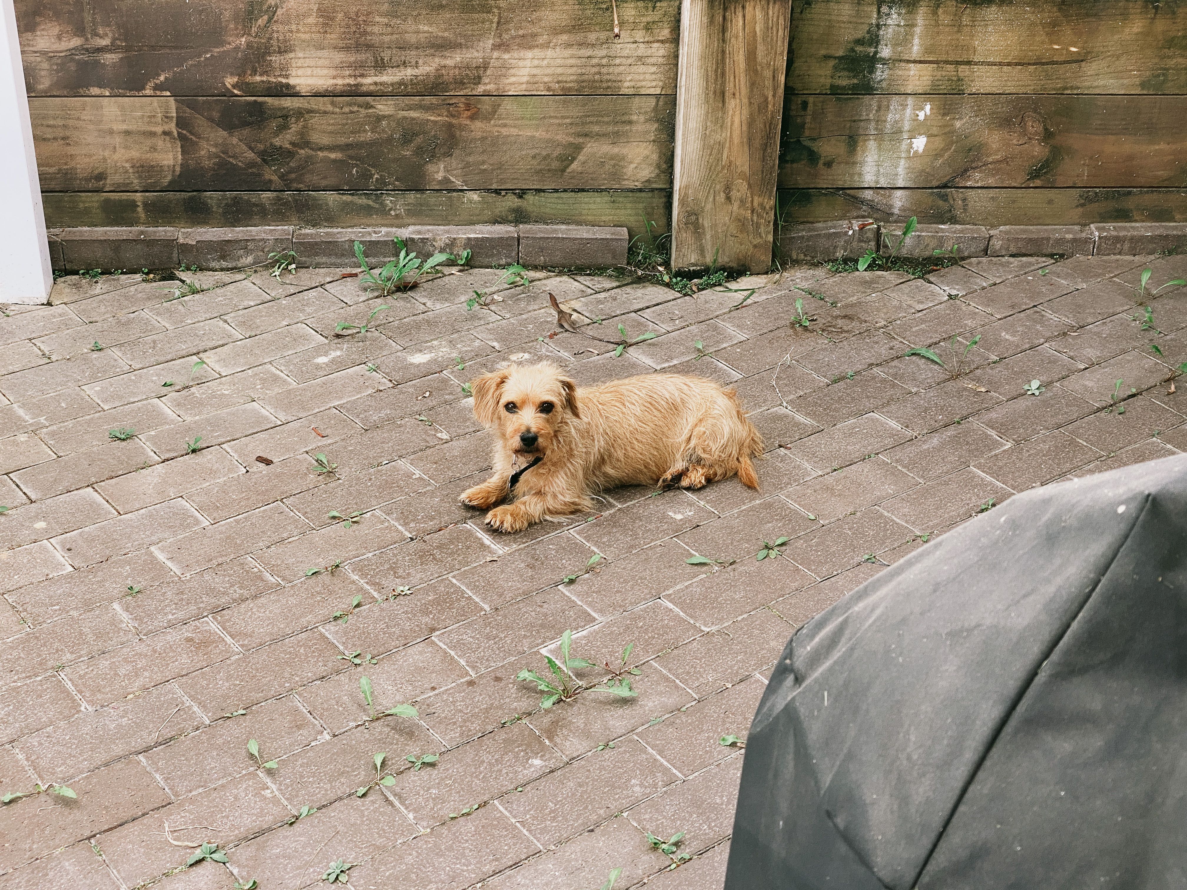 A photo of a small scruffy blonde dog lying down on the pavers that are under our pergola. His head is up and he's staring directly at the camera.