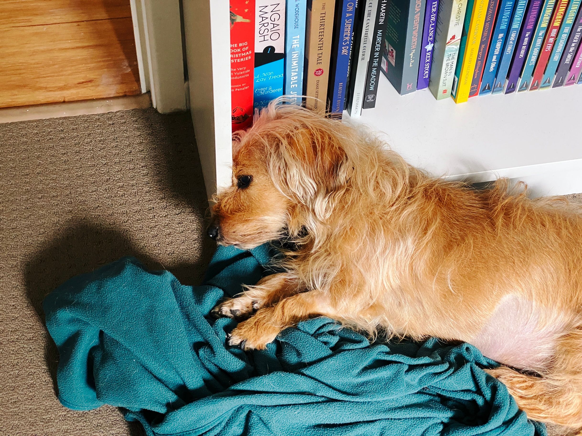 A photo of a small scruffy blonde dog lying on a blue/green blanket on the floor next to a white bookshelf. His body is in the blanket but the side of his head is resting on the edge of the bottom shelf of the bookshelf which seems like it would be very uncomfortable but is apparently not.