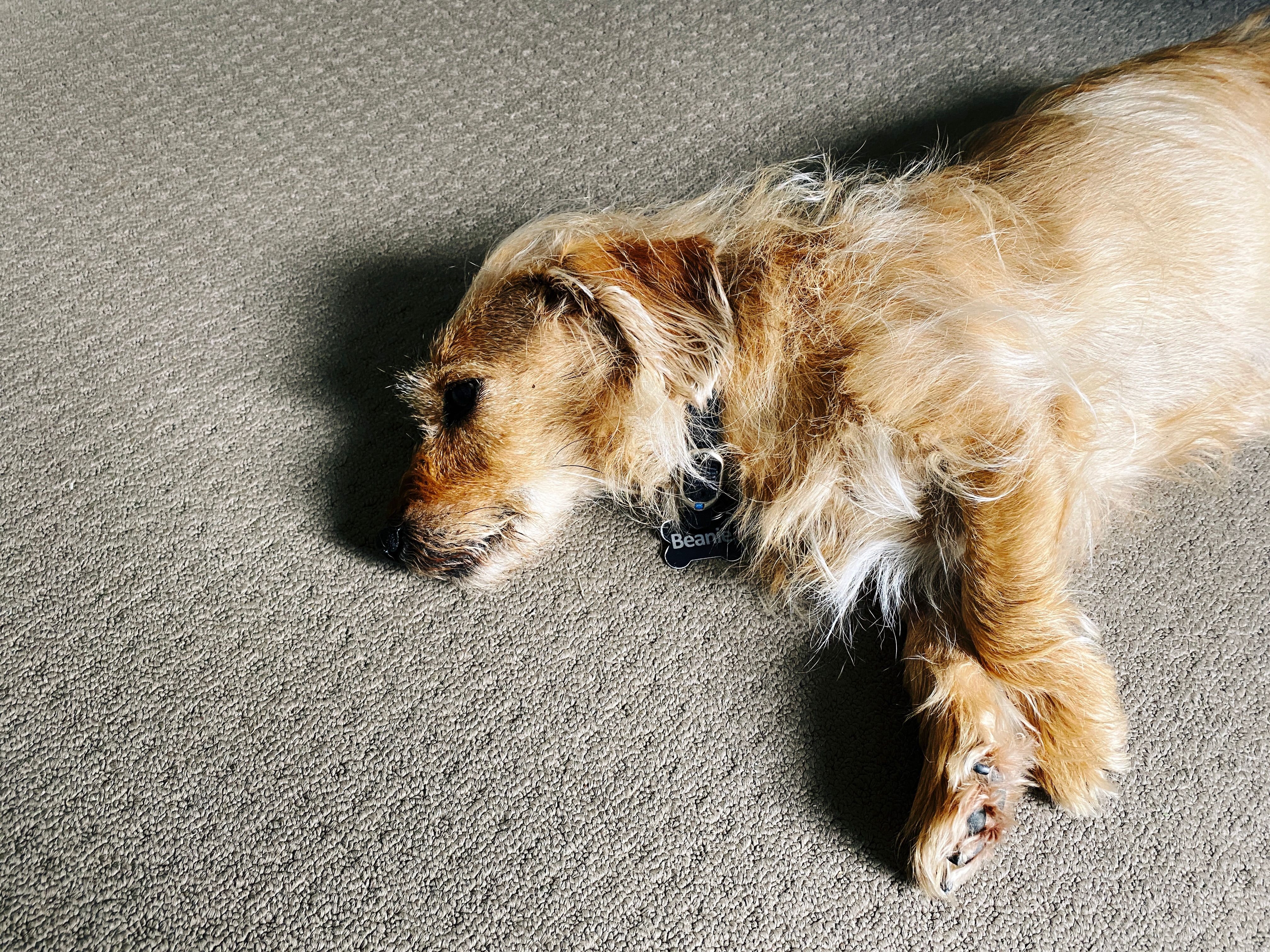 A photo of a small scruffy blonde dog lying on his side on the floor, half-asleep.
