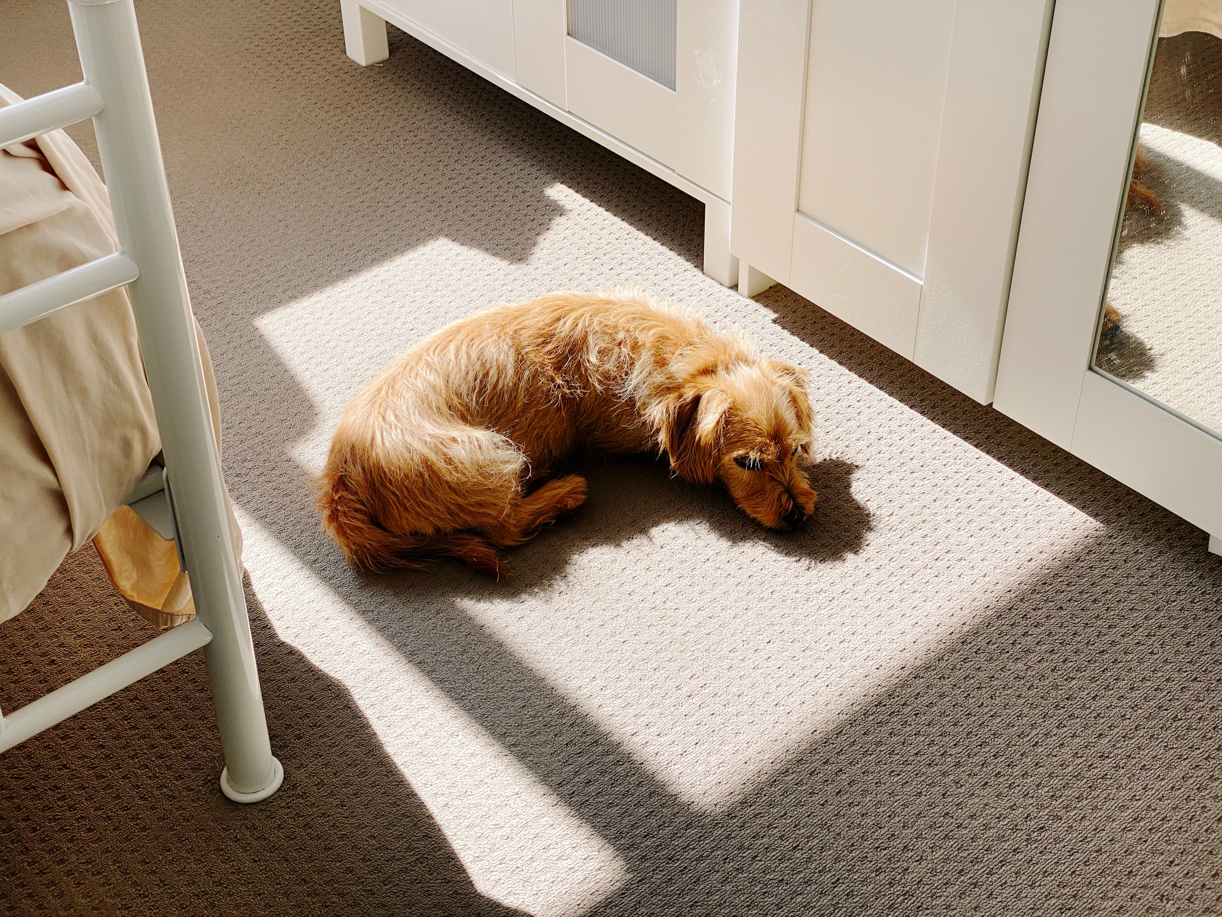 A photo of a small scruffy blonde dog lying curled up on the floor in a big patch of sunlight.