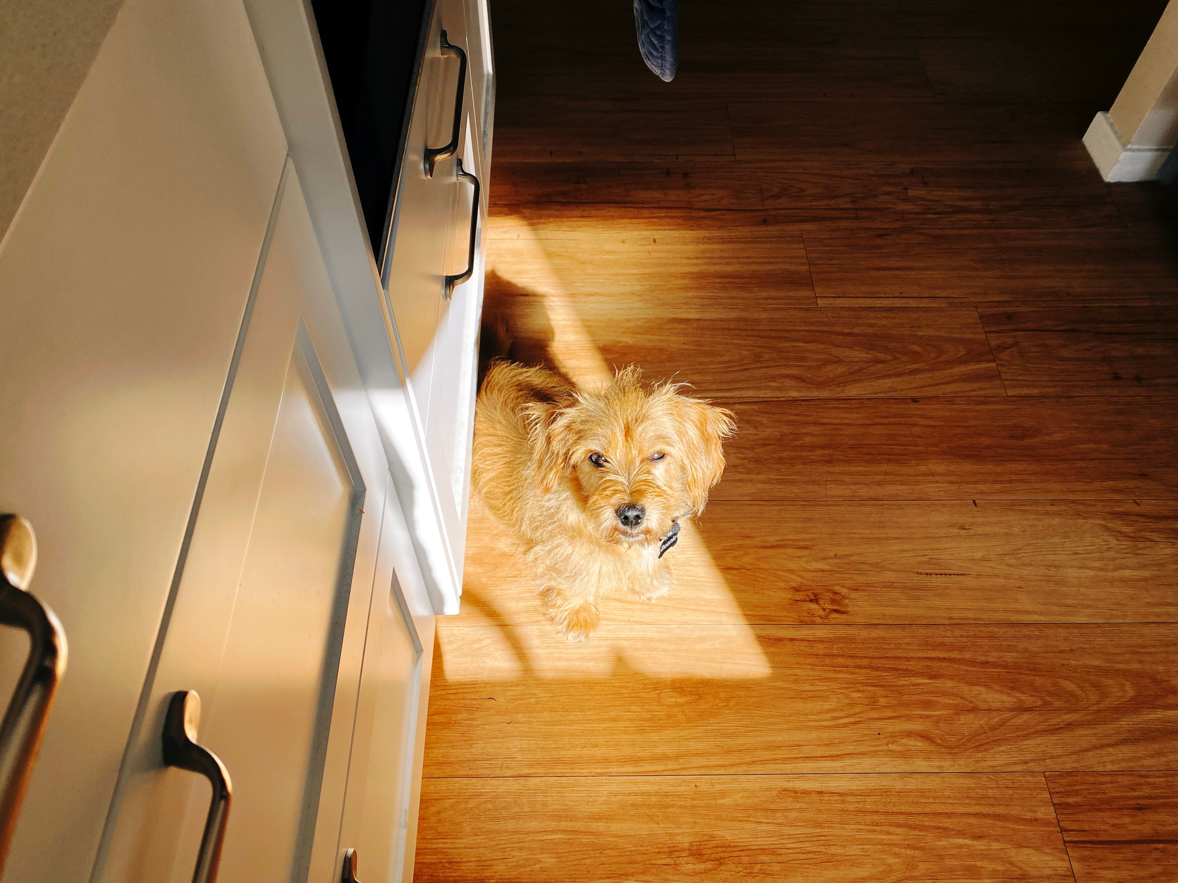 A photo of a small scruffy blonde dog sitting on the kitchen floor in a patch of sunshine. He's looking up at the camera and is squinting because the sun is coming in directly behind where I'm standing.