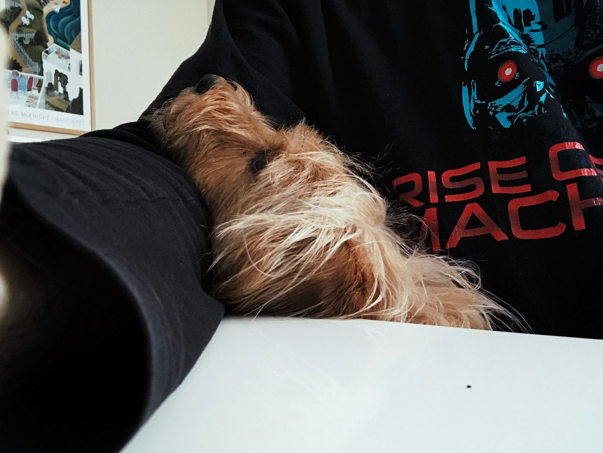 A photo from desk level, my arm on the desk where I'd be using the mouse, with our small dog Beanie on my lap and his head up at a ridiculous angle so he can rest it on my arm.