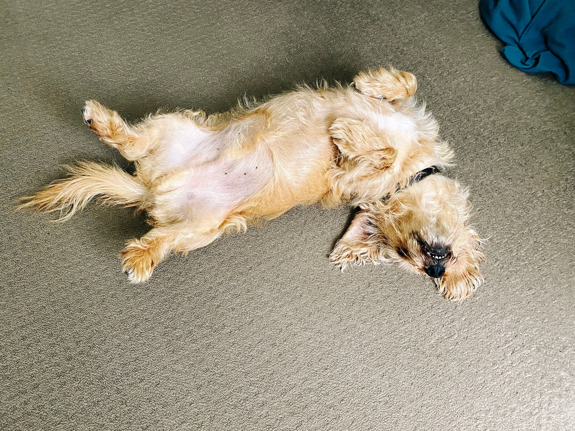 A photo of a small scruffy blonde dog lying upside down on the floor, and you can see his little teeth.