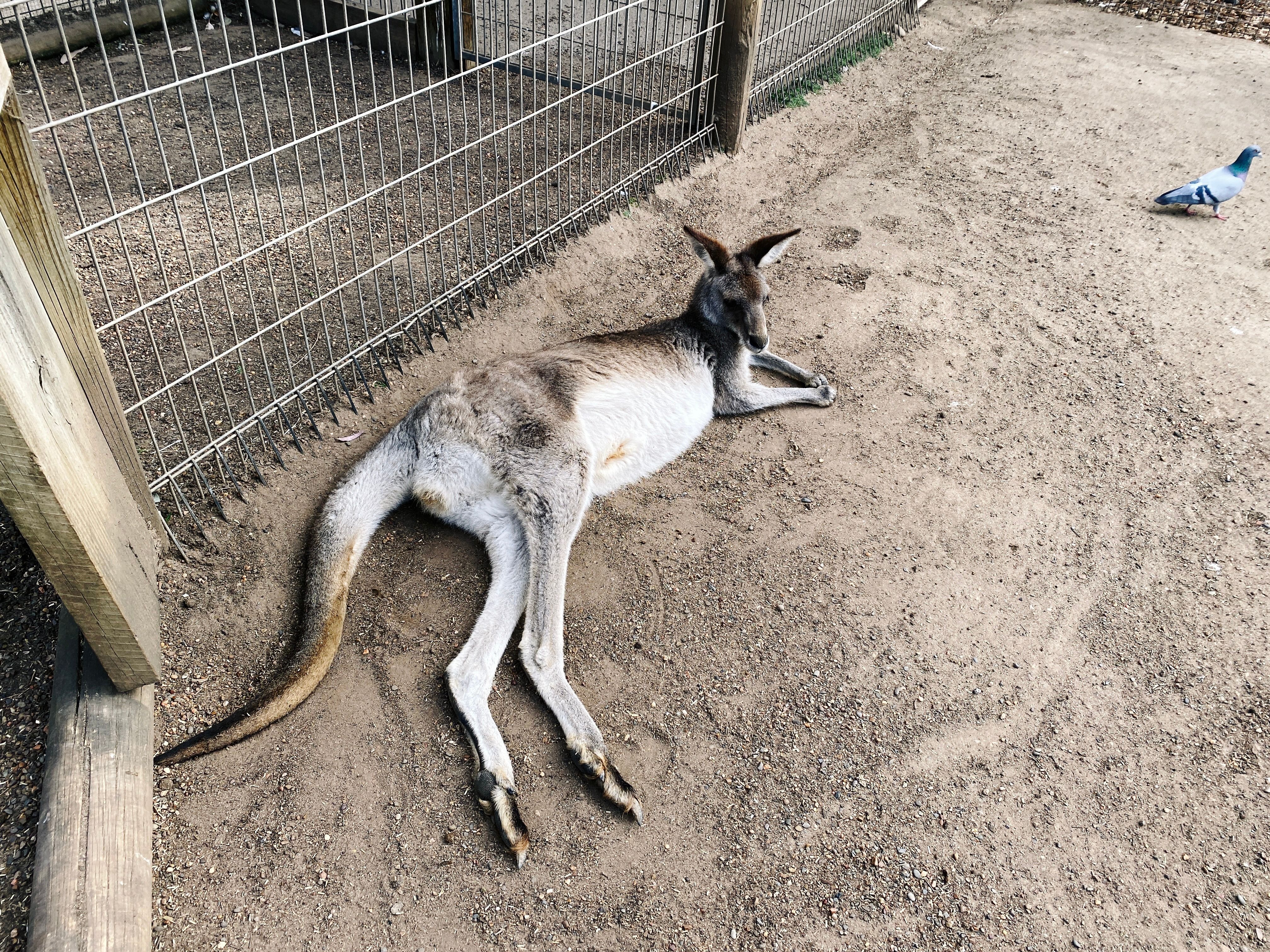 A photo of a grey kangaroo lying on its side, with its torso propped up on its front arms.