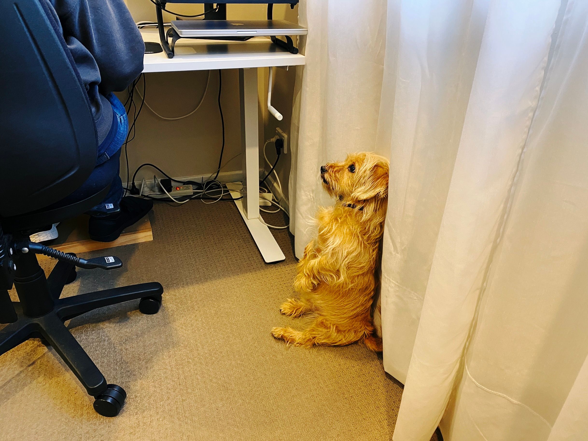 A photo of a small scruffy blonde dog sitting up on his haunches staring directly at the side of someone sitting in an office chair at their desk.